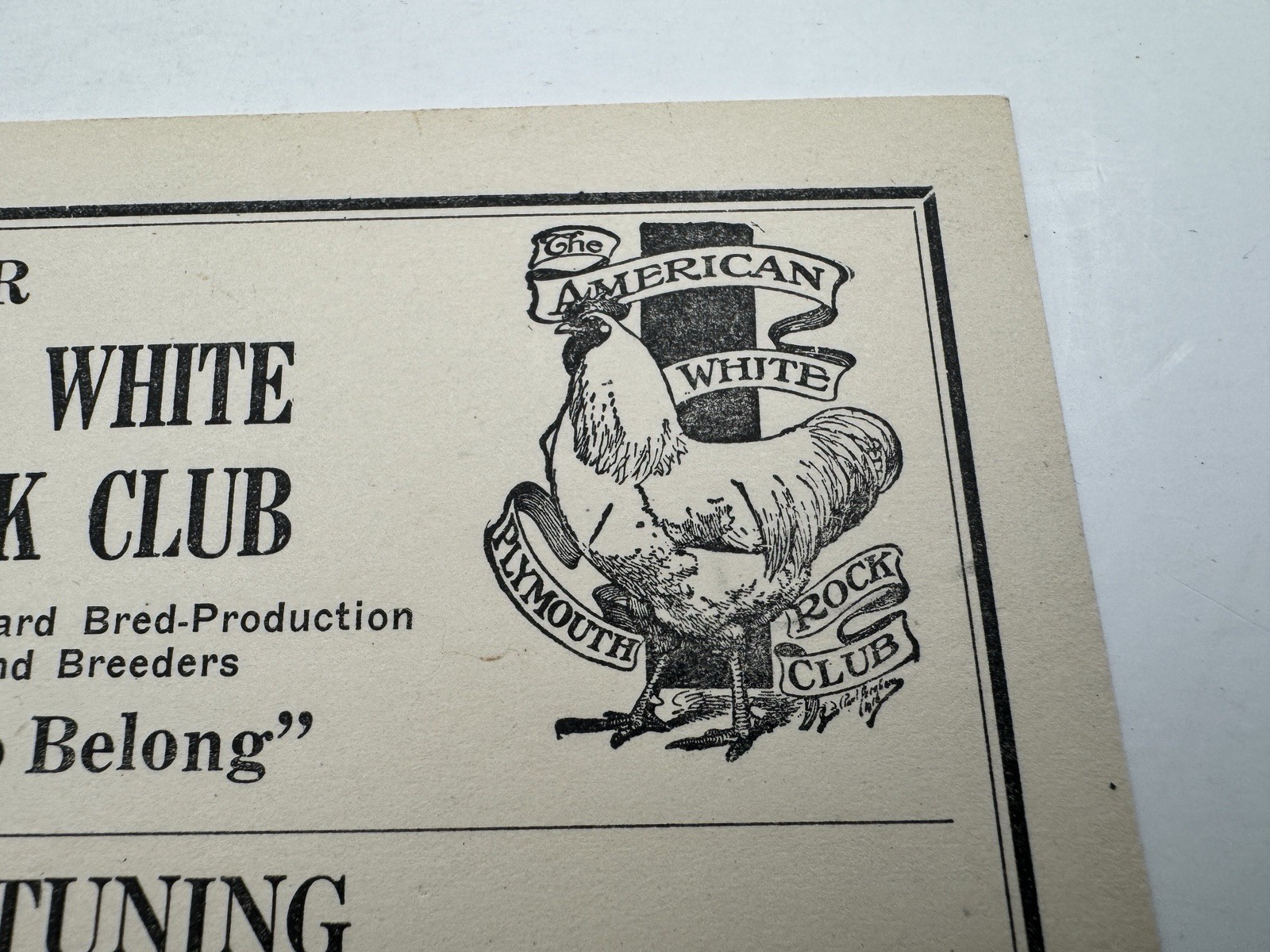 Vintage American White Plymouth Rock Club Ad
