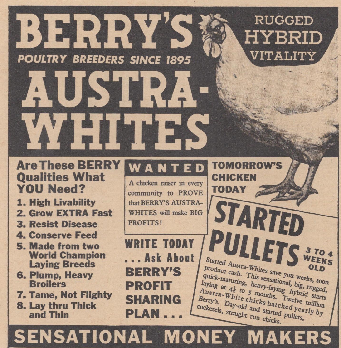 Vintage 1946 Berry&rsquo;s Austra Whites Chicken Quincy IL Newton KS Farming Print Ad