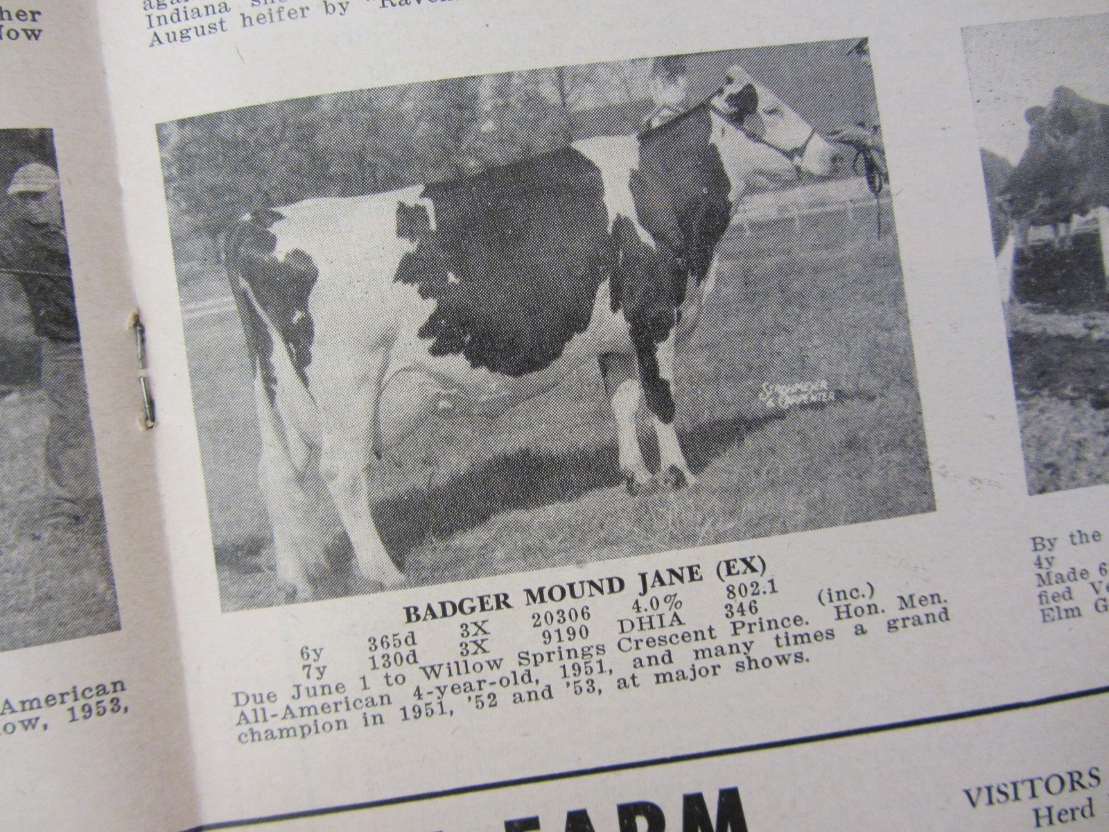 Vintage 1955 Ad Shadow Valley Farm Holstein Breeders Denver CO Sovereign Cochran