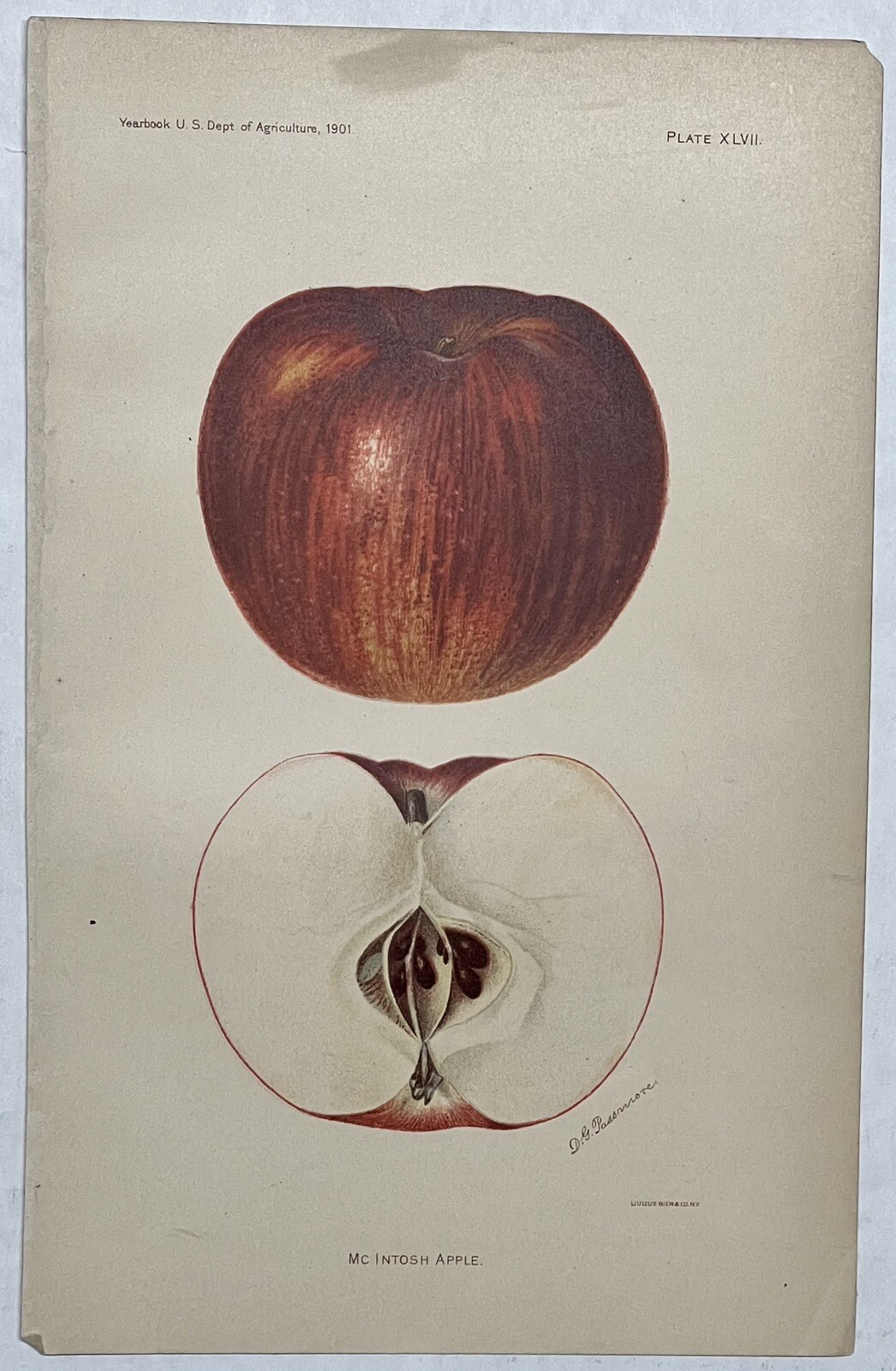 Original C1900 Print Lot,Apple,Grape,Avocado,Loquat,US Dept of Agriculture,Fruit