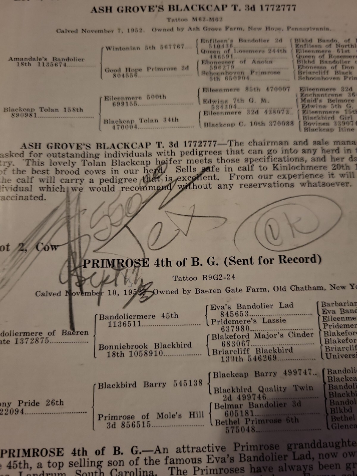 1954 Atlantic Angus Association Sale Bill Aberdeen Cattle Maryland + genealogy