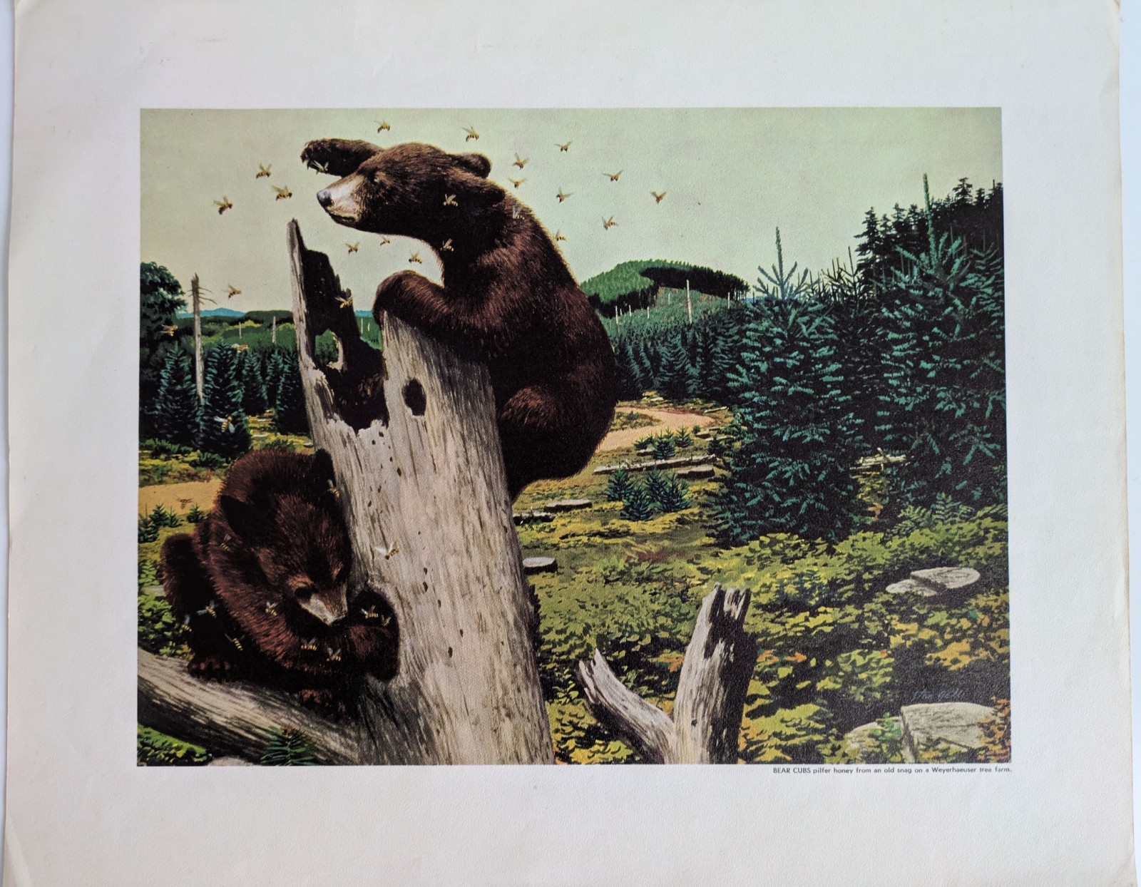 Set of Two Stan Galli Weyerhaeuser Tree Farm Prints, 12&Prime;x14&Prime; (w/ border)