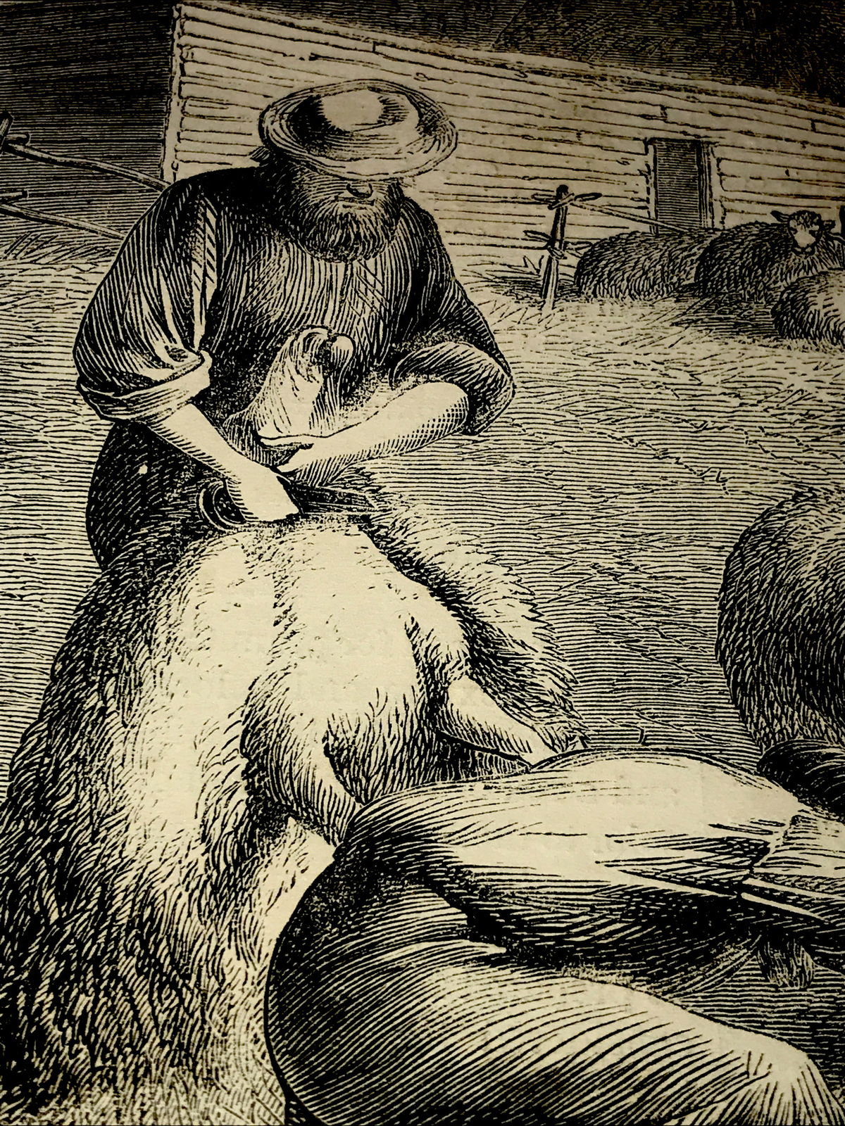ORIGINAL 1872 Sheep Shearing Farm Engraving Advertising & Article