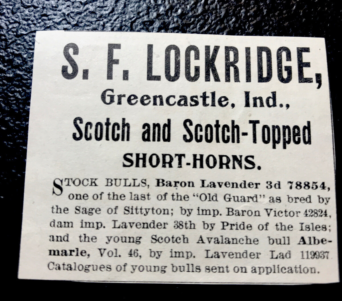 1900 Lockridge Farm Cattle Advertising – Greencastle – Indiana – Cow