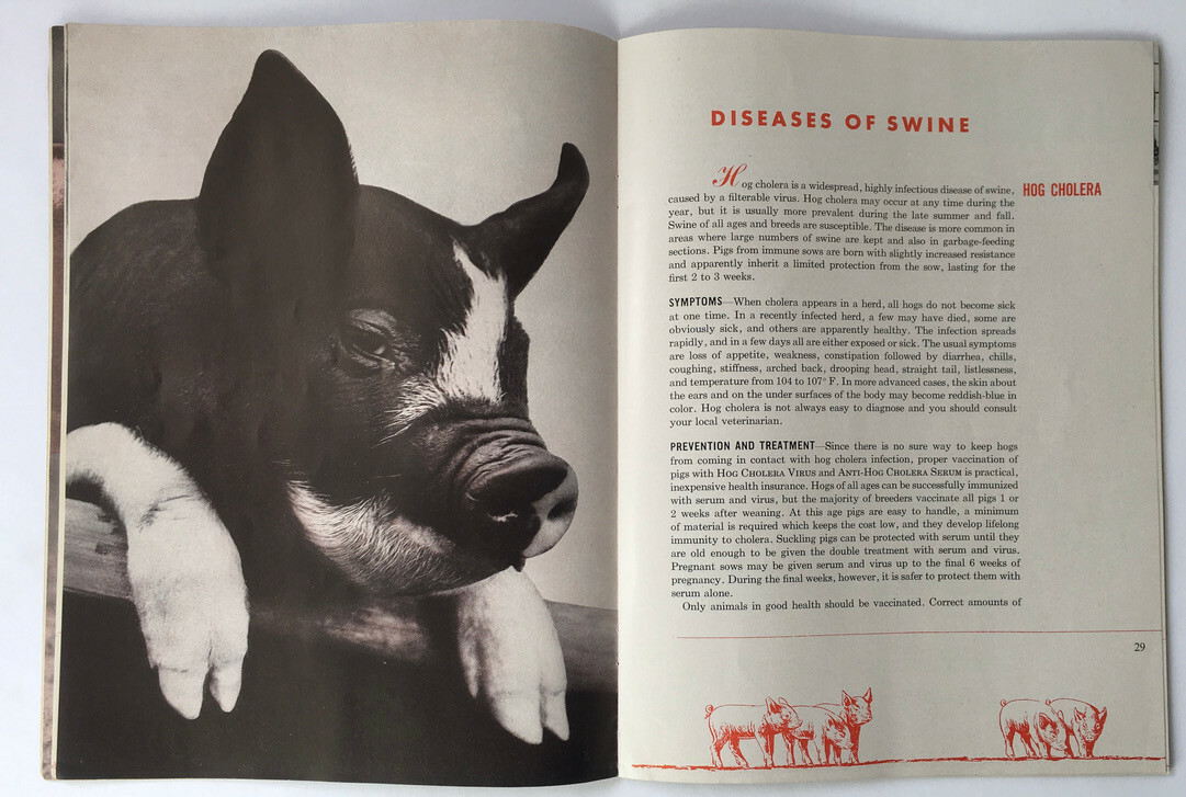 1947 Common Diseases of Livestock Lederle Laboratories Booklet Horses B&W Photos