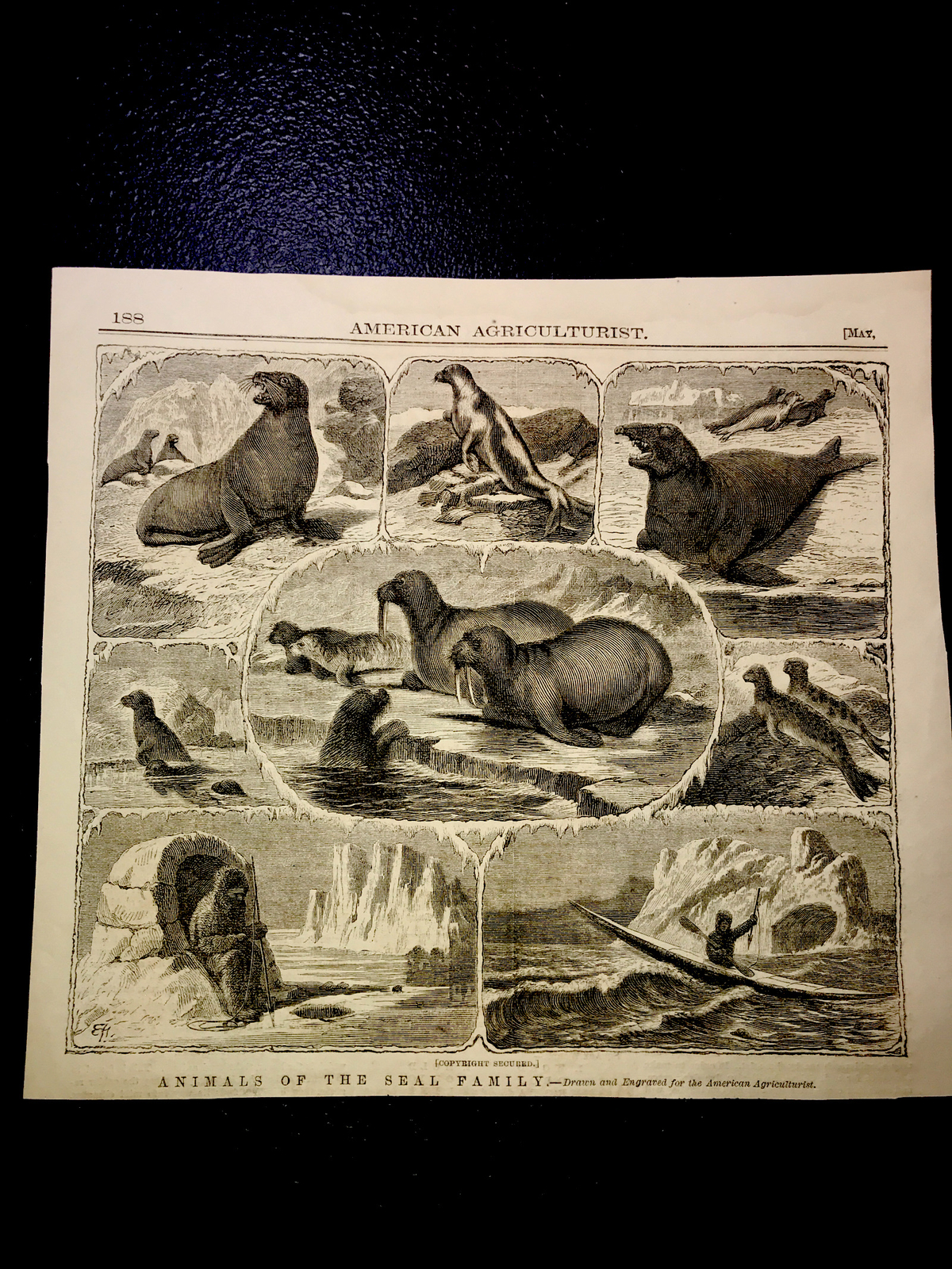 ORIGINAL 1873 ANIMALS OF THE SEAL FAMILY Engraving Advertising