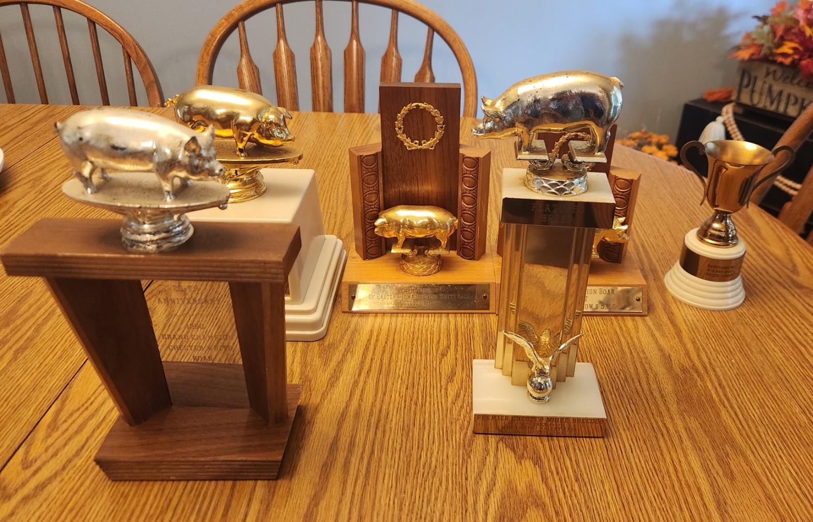 🐖1950s🔥RARE Pig Hog Trophy Champion Market Boar Sow CHESTER WHITES Iowa Sign