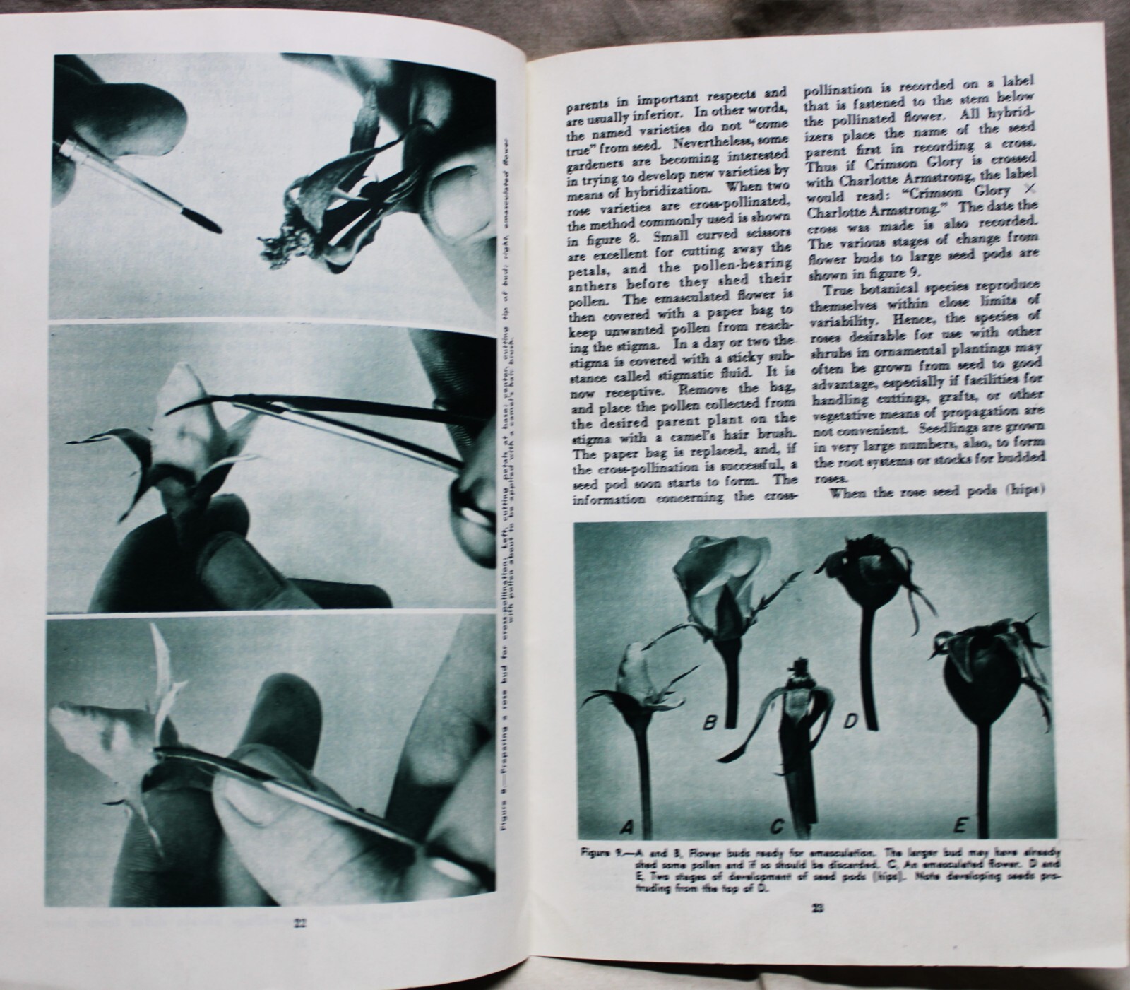 U.S. DEPARTMENT OF AGRICULTURE ROSES FOR THE HOME BROCHURE GUIDE 1953 VINTAGE