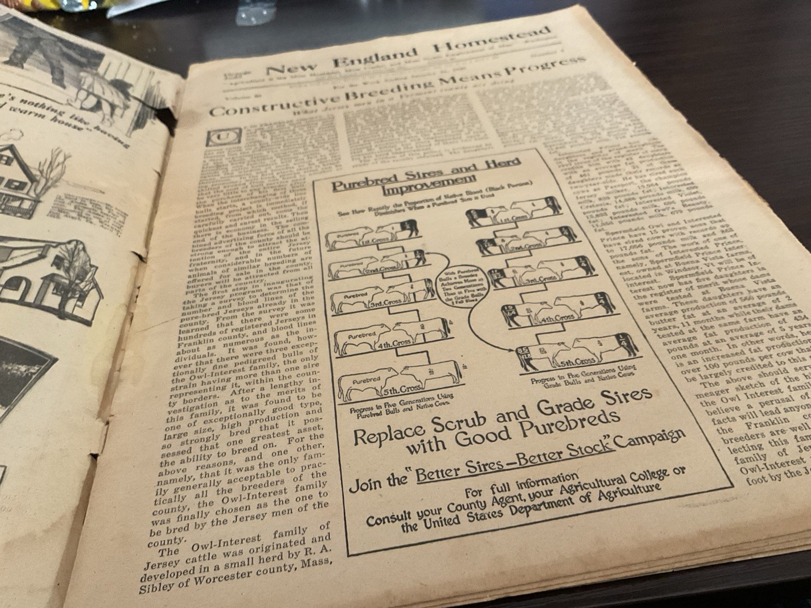 1920 New England Homestead Newspaper Breeding Cow Chart Milk Fairies Ads