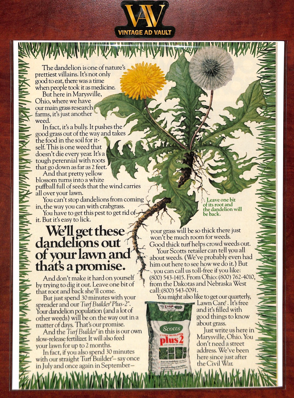 Scotts Turf Builder Plus 2 Vintage Print Ad – We&rsquo;ll Get These Dandelions Out