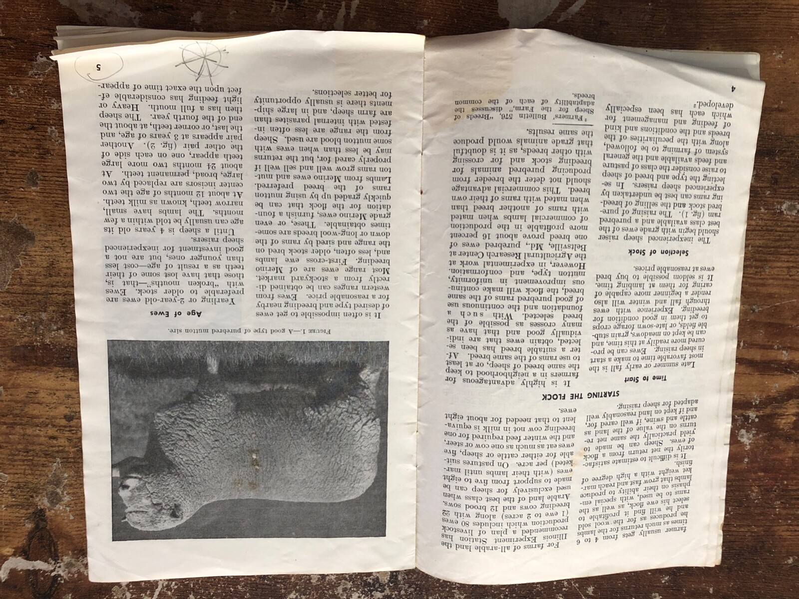 Vintage SHEEP RAISING ON FARM Farmers Bulletin 2058 US DEPT. AGRICULTURE
