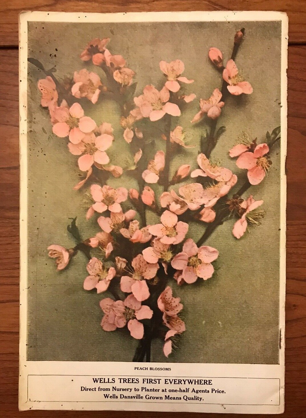 Wells Wholesale Nurseries 1915 Catalog Dansville NY w/Order Form & Envelope 10×7
