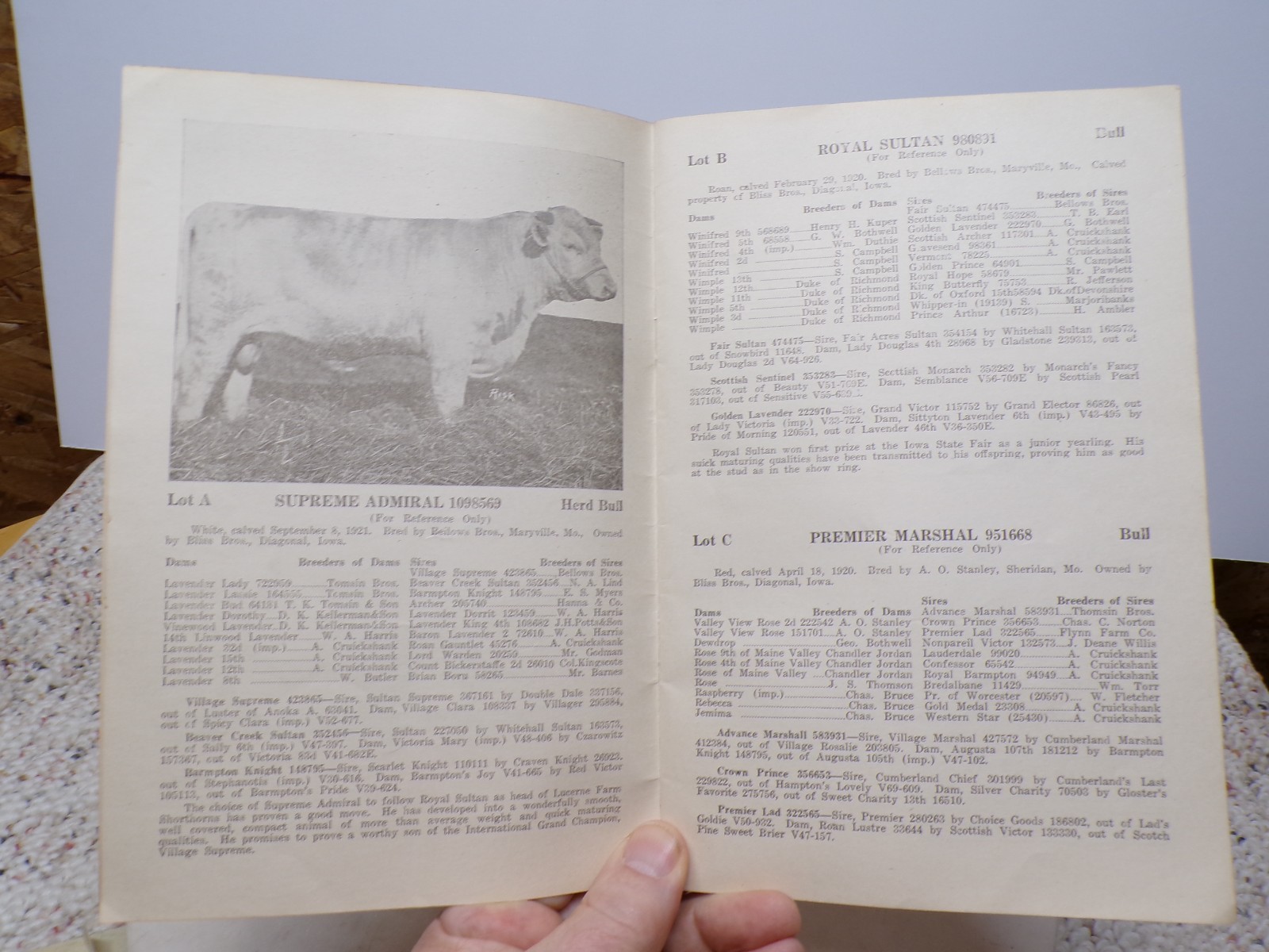 1926 Draft Sale Shorthorns Lucerne Farm Bliss Bros Diagonal Creston Iowa FAMILY?