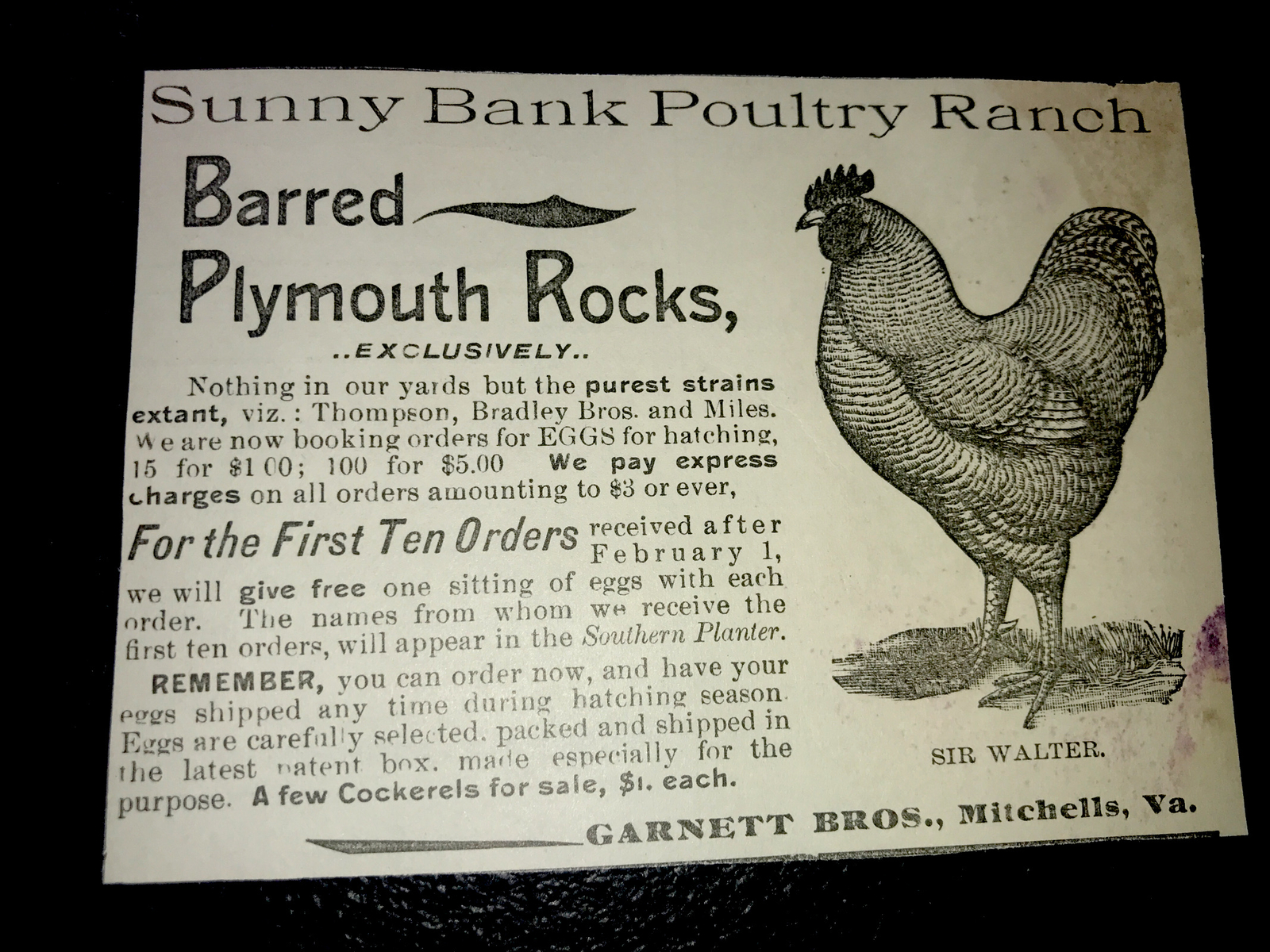 1900 Sunny Bank Poultry Farm Chicken Advertising – Mitchells – Virginia