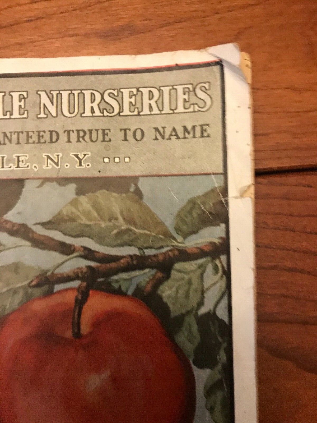 Wells Wholesale Nurseries 1915 Catalog Dansville NY w/Order Form & Envelope 10×7