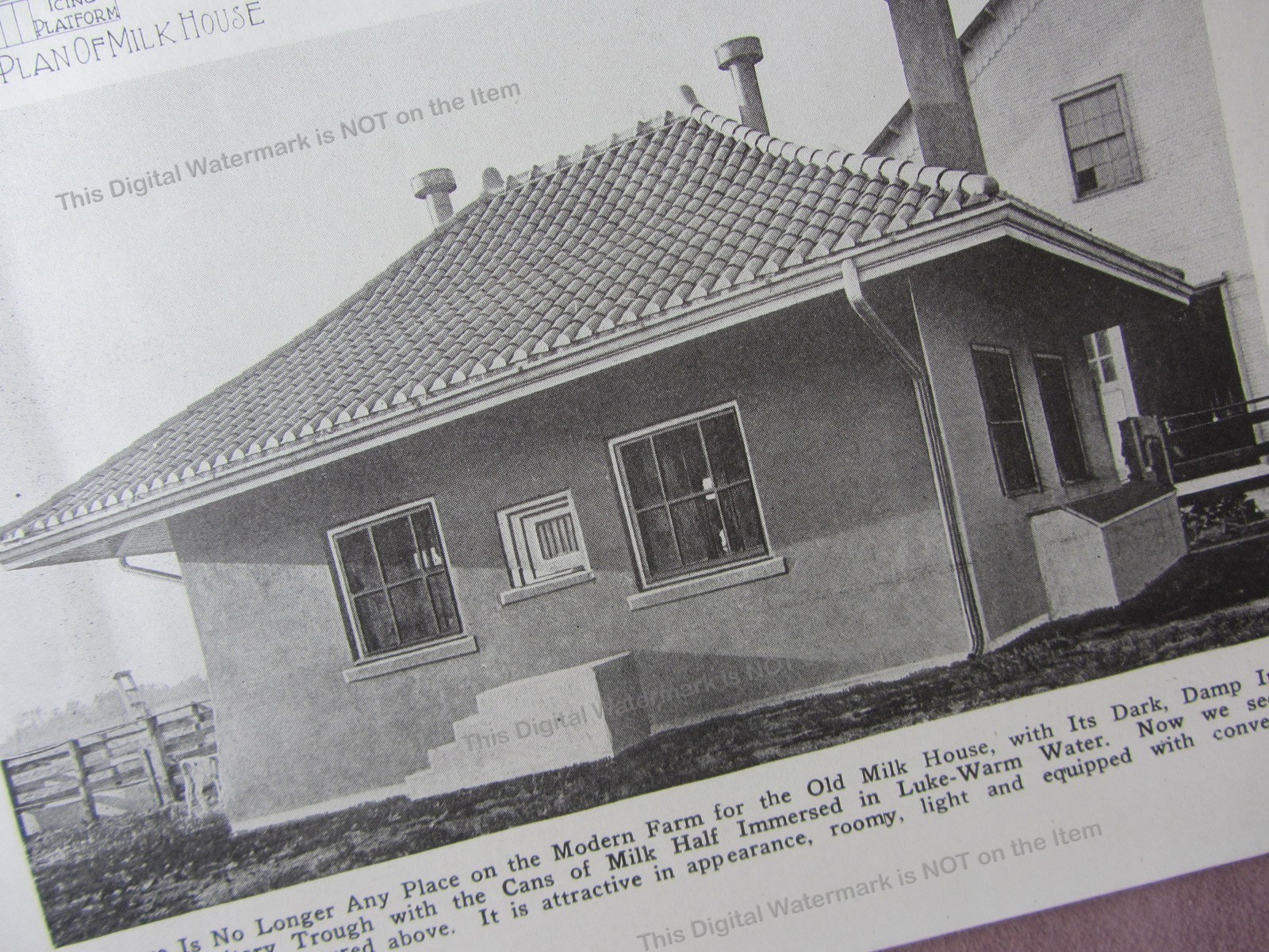 1919 Article Milk House + “Financial Sensation” Jersey Bull Waterloo Jersey Farm