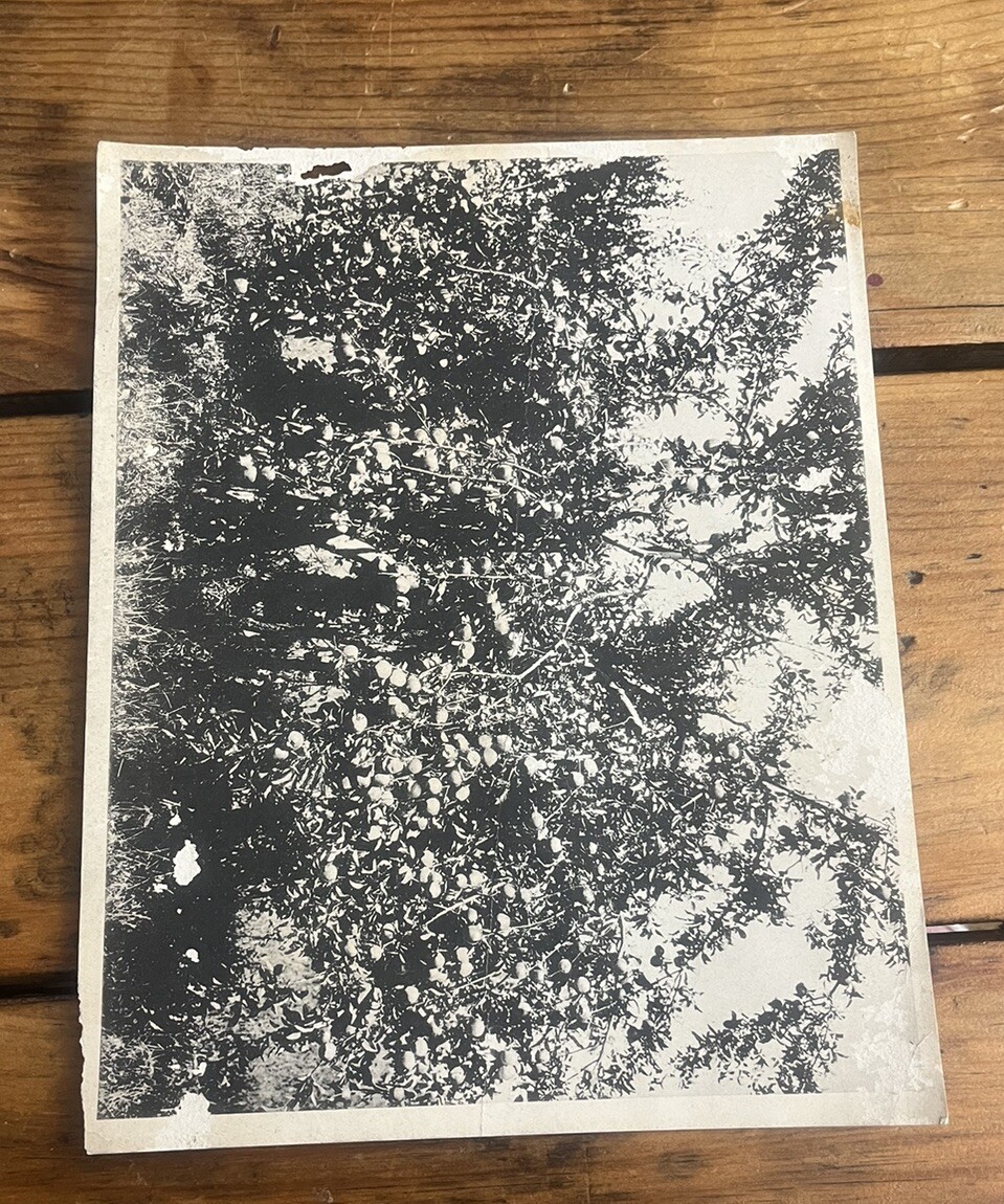 1923 Stark Brothers Advertising Nurseries Catalog Horticulture Since 1816 Rare