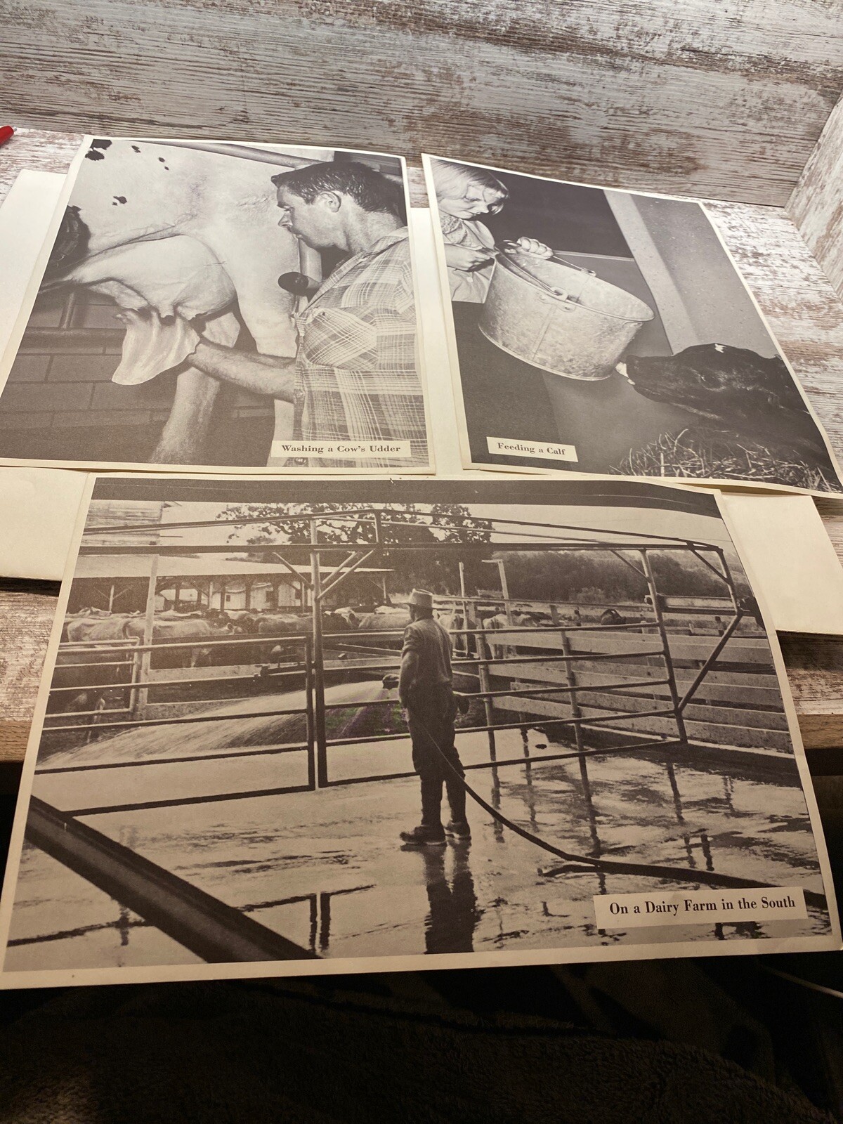 3 Vintage 9×13 Posters Washing Cows Udder Feeding A Calf Dairy Farm The South