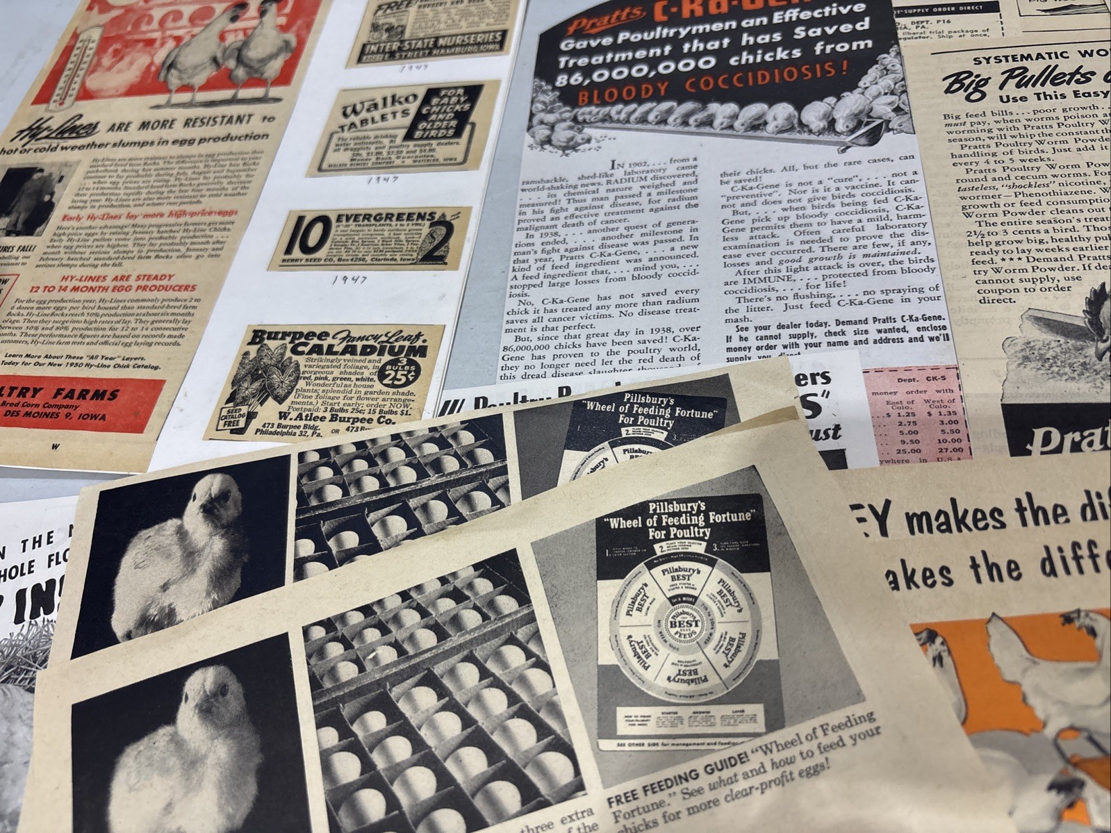 Lot Of 60 Chicken Poultry Egg Related Magazine Print ads 1930-50s