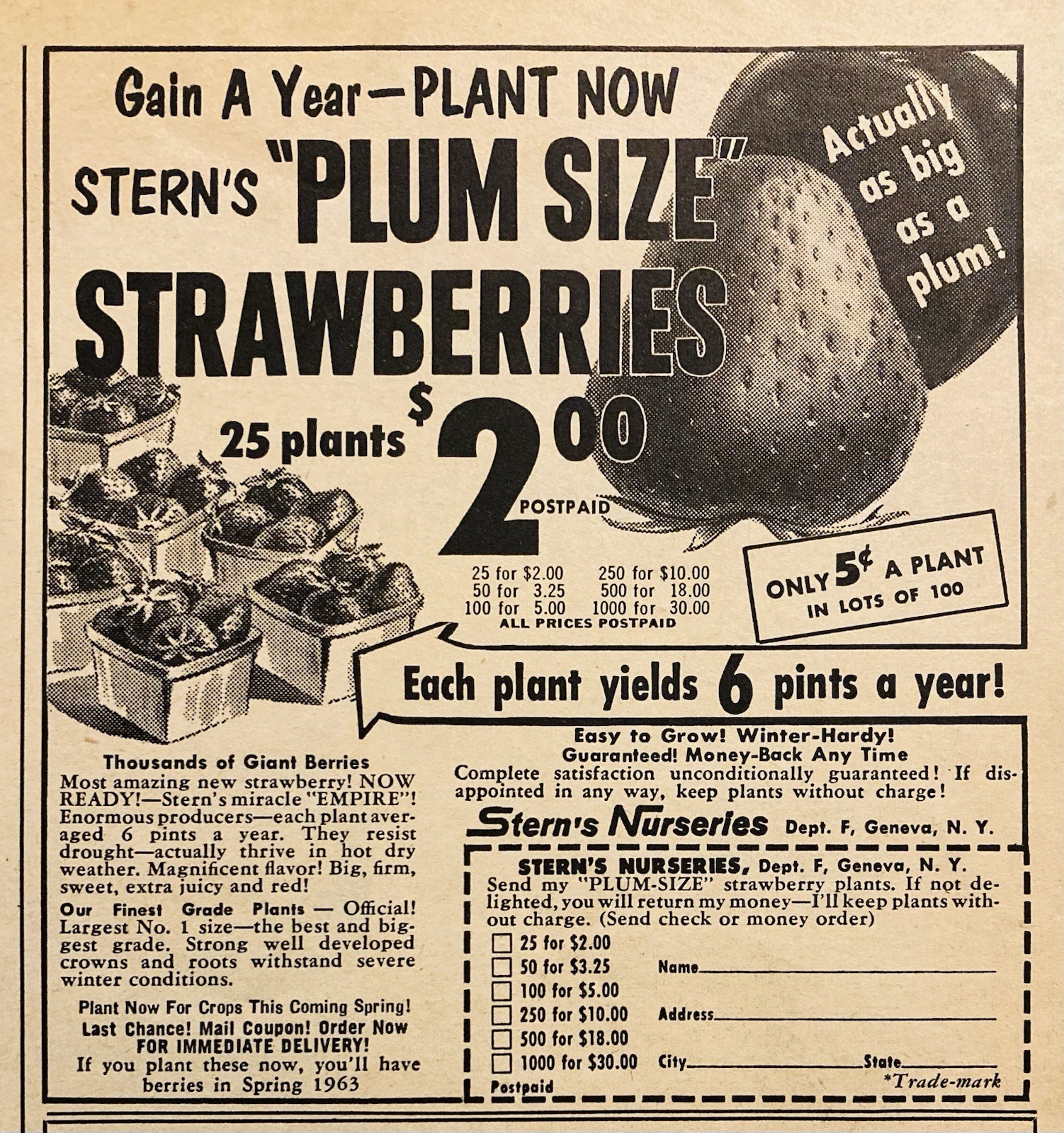 1962 AD.(XH82)~STERN’S NURSERIES, GENEVA, NY. STERN’S “PLUM SIZE” STRAWBERRIES