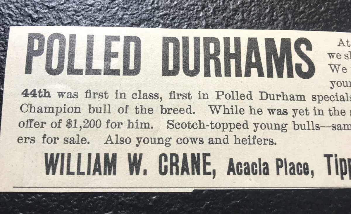 1902 William Crane Farm Cattle Cow Advertising – Tippecanoe City – Ohio