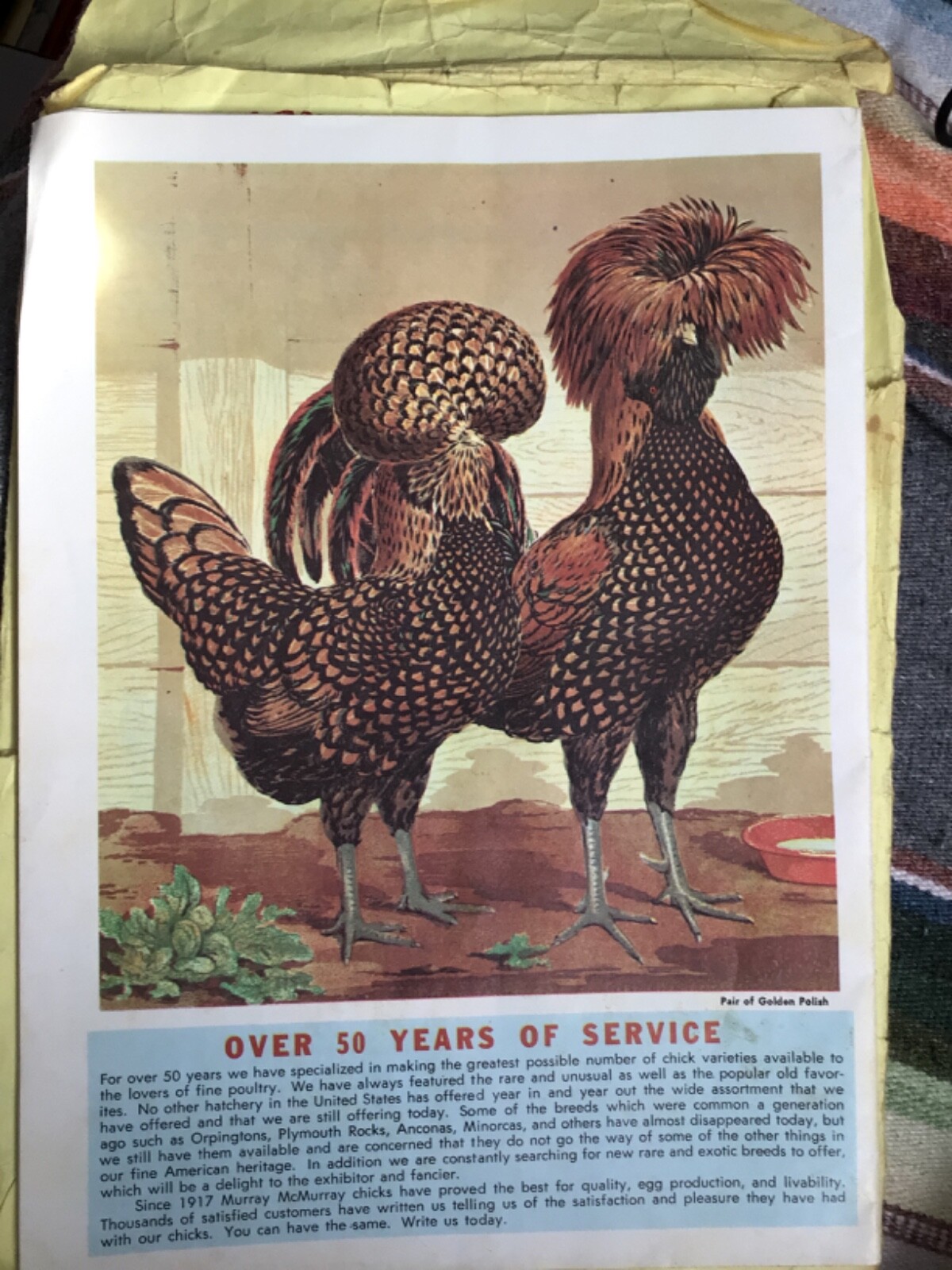 VTG 1970 RARE Chicks Color CATALOG/Guide~ »MURRAY McMURRAY HATCHERY »~Iowa~(J)