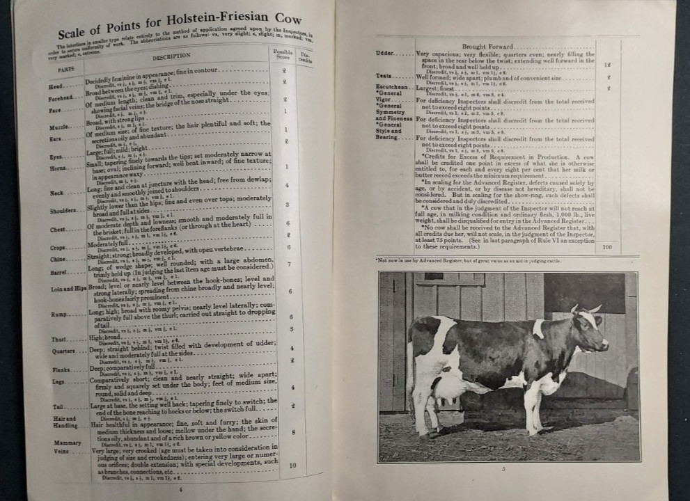 1913 Booklet Holstein Friesian Cattle Association Brattleboro VT Scale Of Points