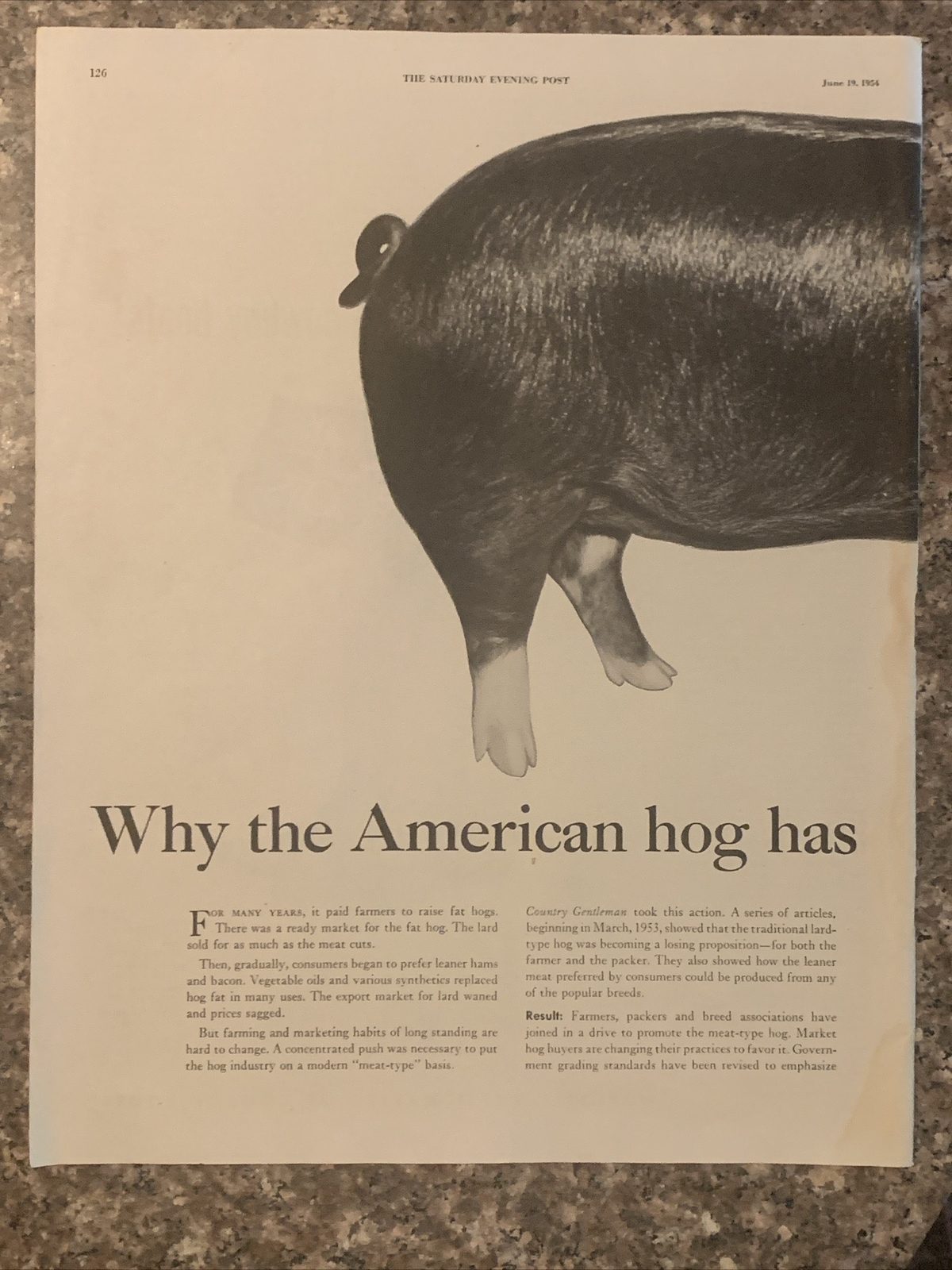 1954 Country Gentleman Magazine Promo PRINT AD Hog Has New Lean Look VTG 1950s