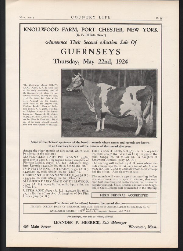 1924 COW GUERNSEY FARM BREED SALE SIRE MILK CALF KNOLLWOOD PORT CHESTER A21742