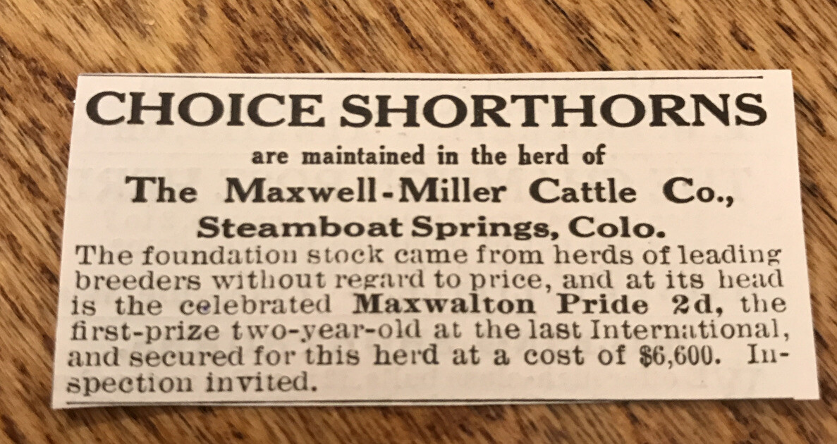1917 Shorthorns Cattle Advertising – Cow – Steamboat Springs – Colorado-