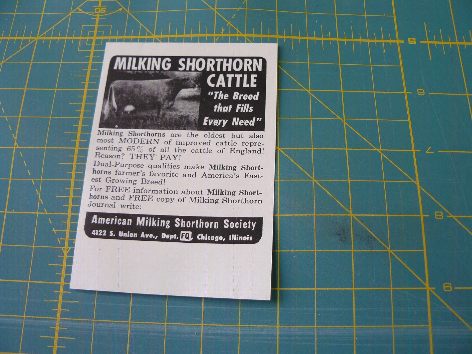 THE FARM QRTLY- Aug 1949 -ad- MILKING SHORTHORN CATTLE dual-Purpose/ CHICAGO ILL