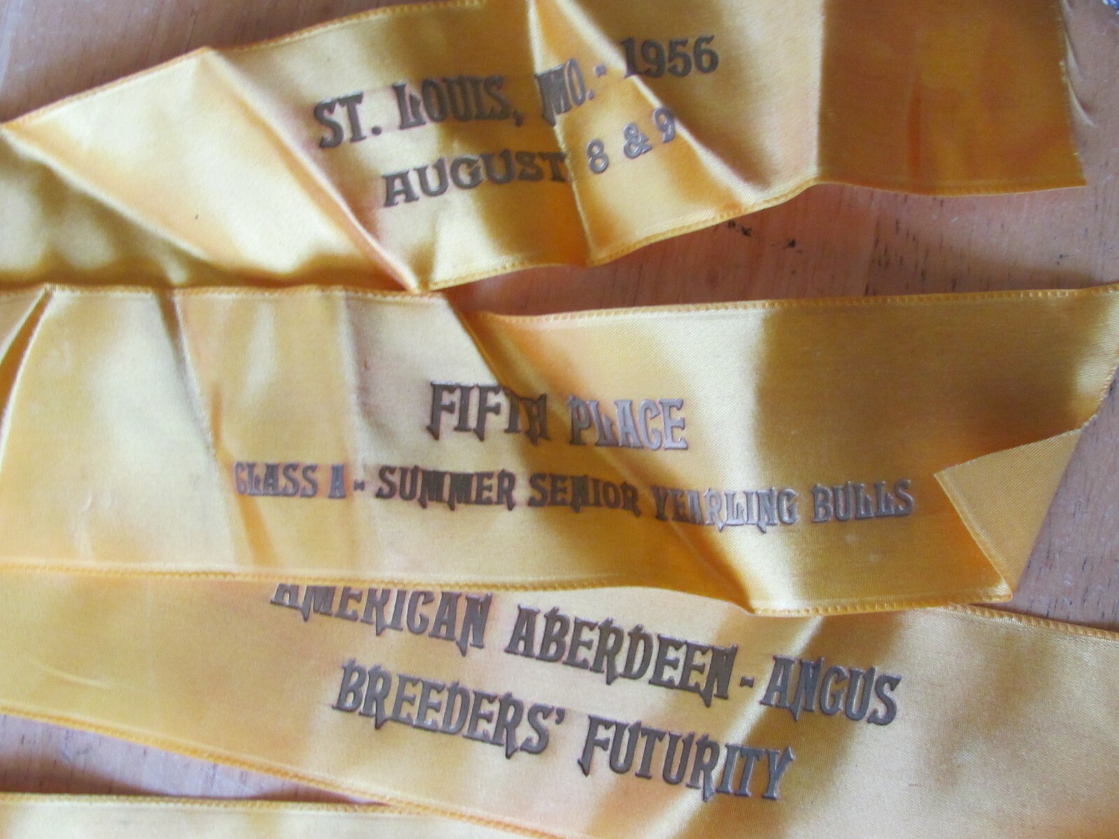 1956 ST LOUIS ABERDEEN ANGUS BREEDERS FUTURITY SHOW AWARD 2 RIBBONS