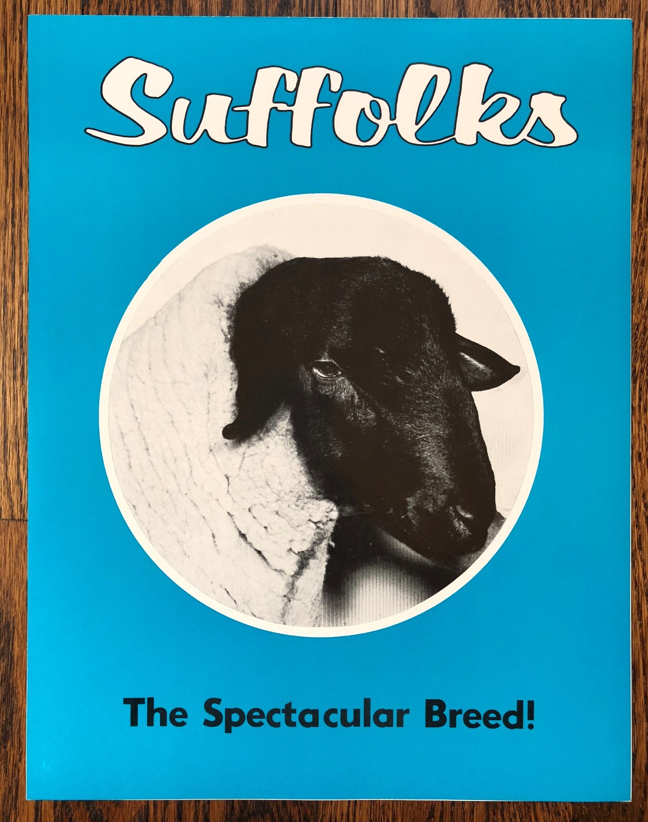 2 SUFFOLK SHEEP Superior SIRES Breed Farm Advertising 2Sided Paper SIGN Vintage