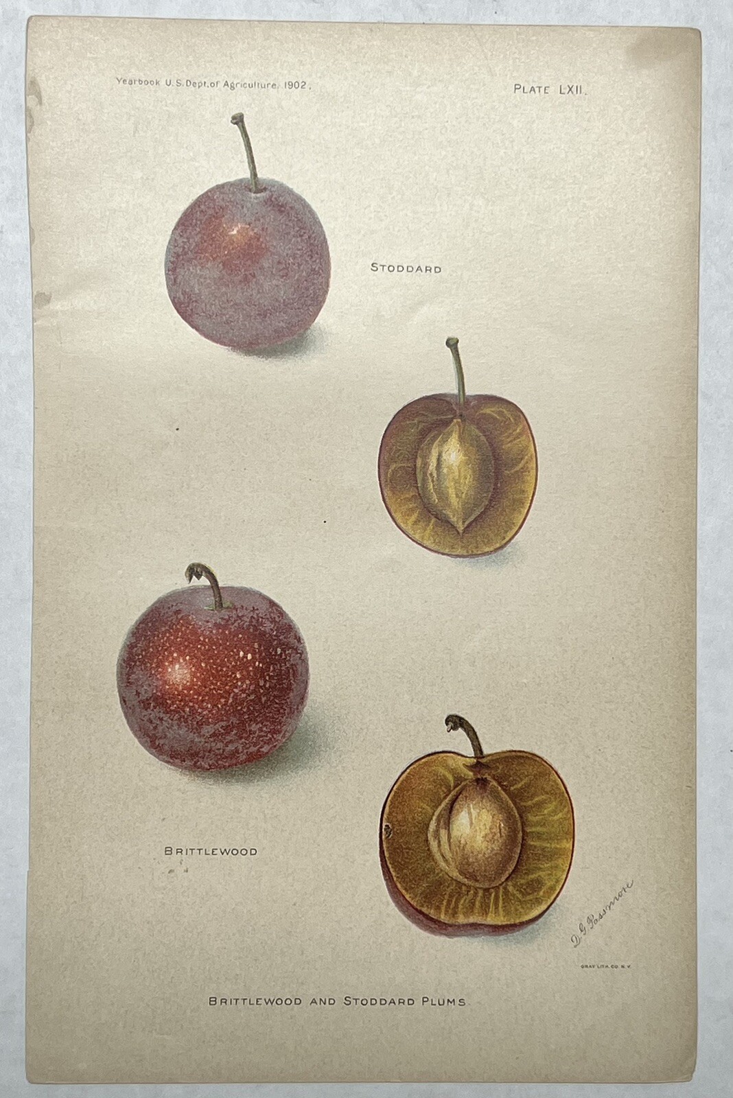 Original C1900 Fruit Print Lot,Plums & Peach,Damson,Laire,US Dept of Agriculture