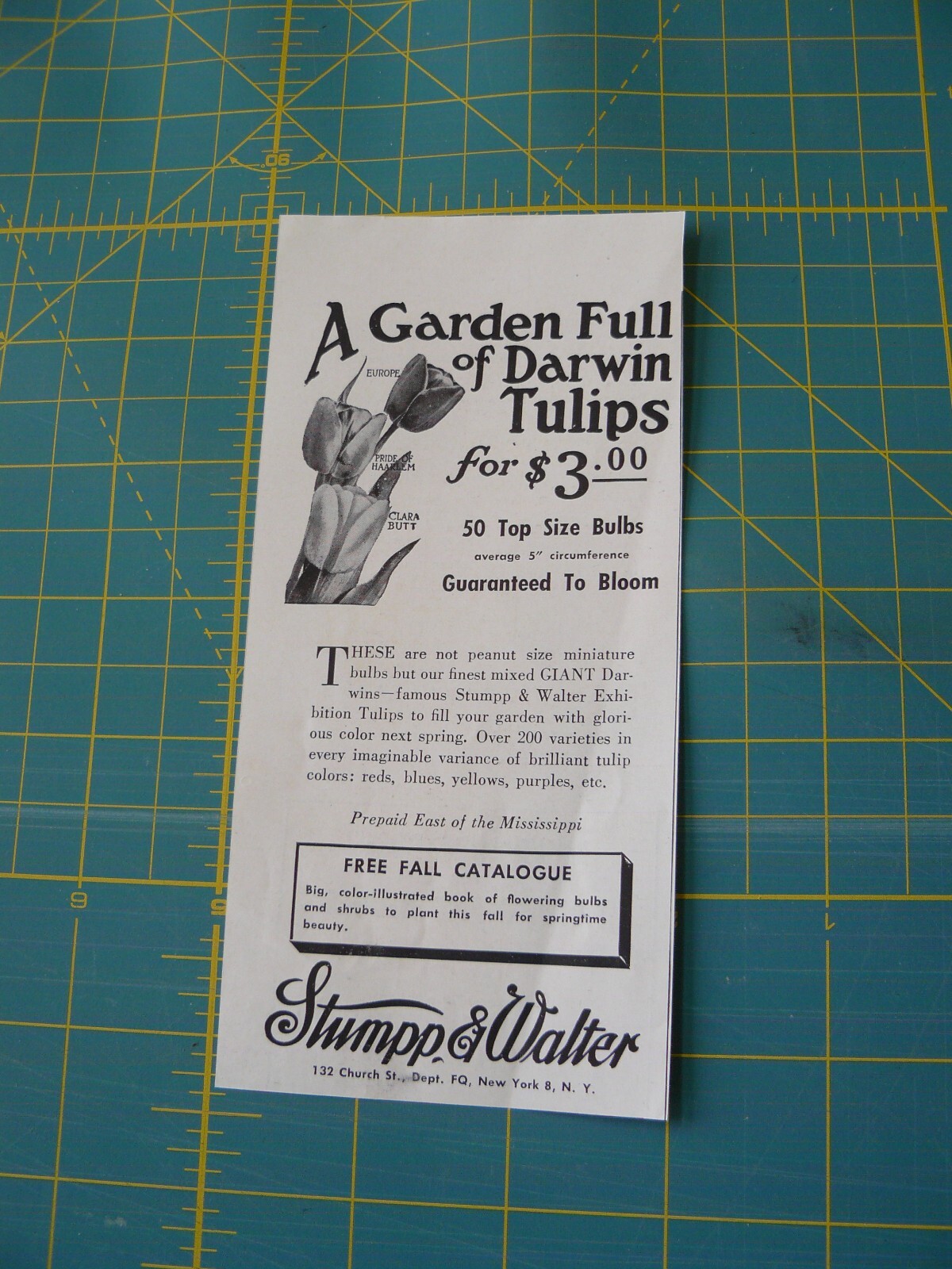 THE FARM QRTLY- Aug 1949 -ad- STUMPP & WALTER-Garden DARWIN TULIPS/ NEW York, NY