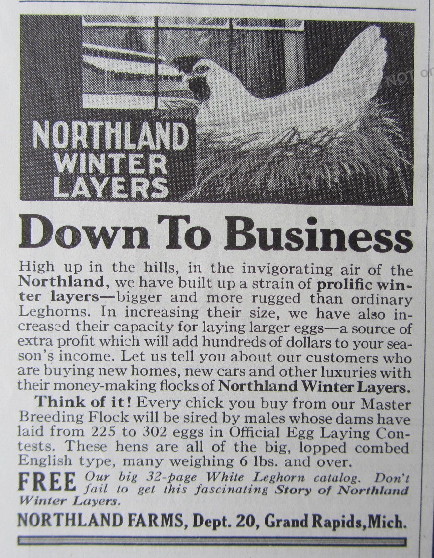 1932 Print Ad Northland Farms Grand Rapids MI Buy Northland Winter Layers Hens
