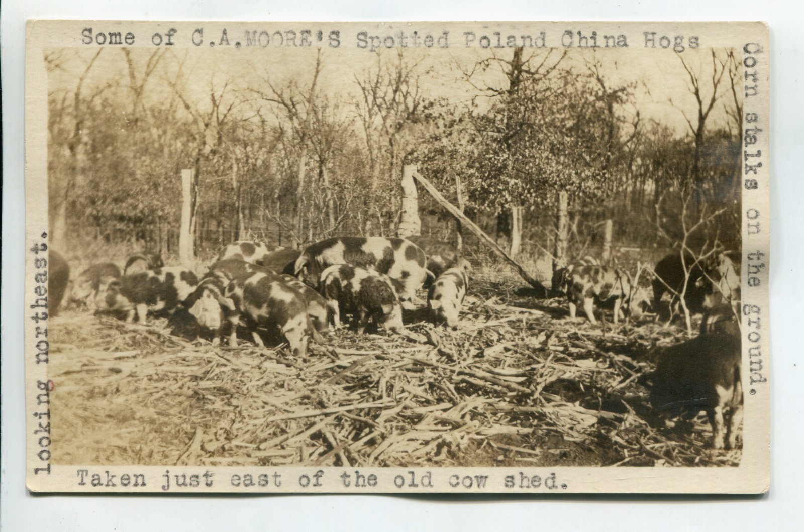 Spotted Poland China Hogs, C.A. Moore’s Farm Vintage Postcard