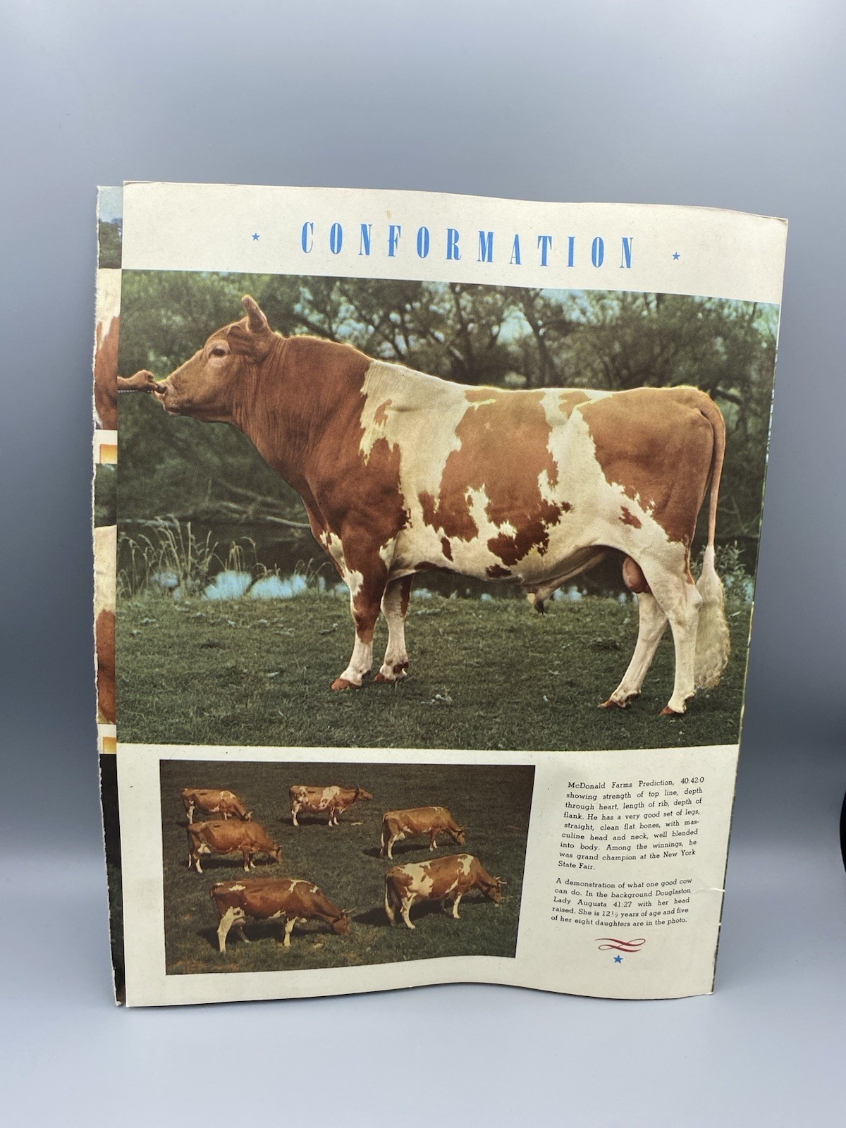 American Guernsey Cattle Club Booklet « Creating a Standard of Excellence »