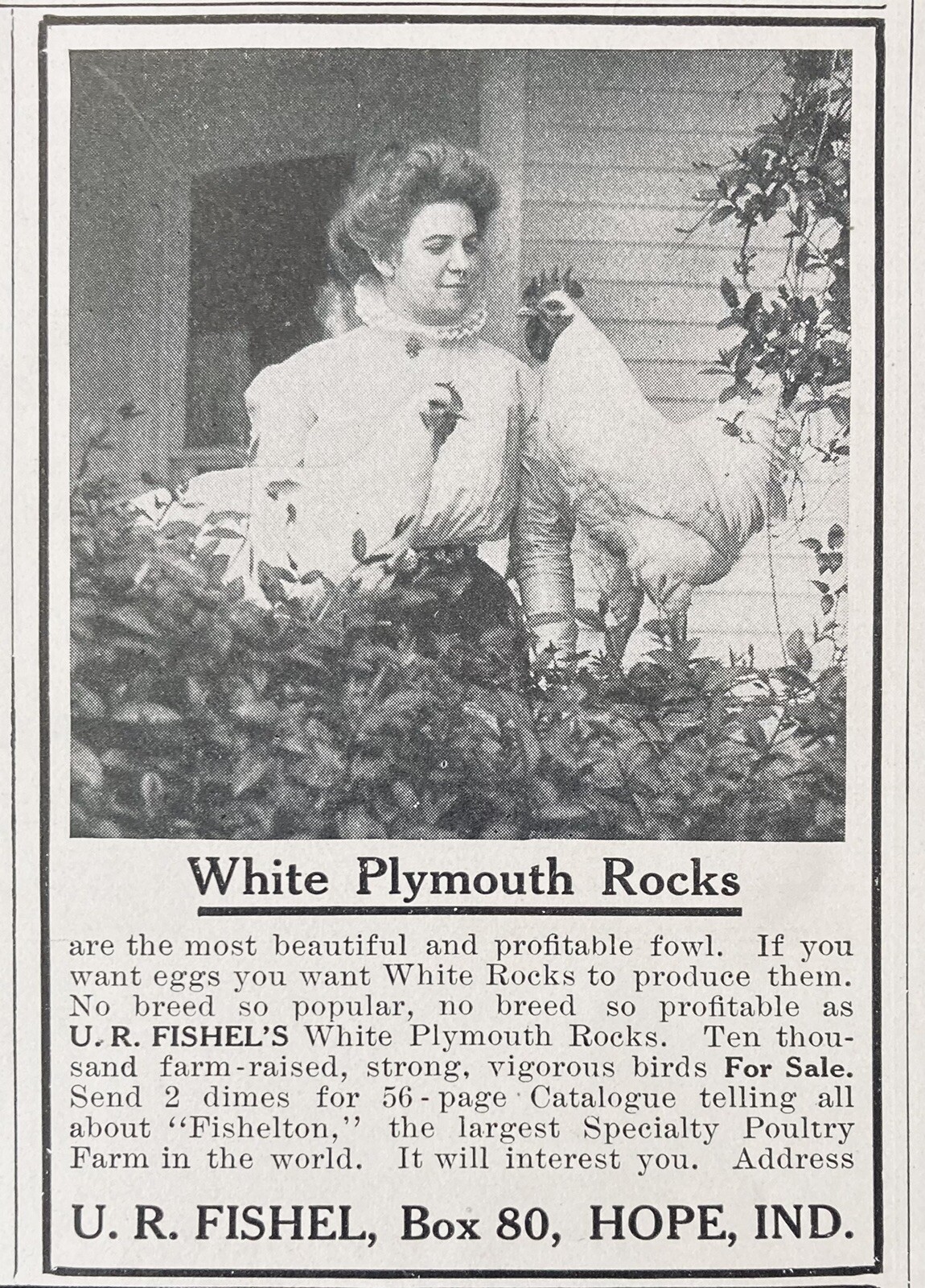 1910 AD(XH46)~U.R. FISHEL, HOPE, IND. WHITE PLYMOUTH ROCKS