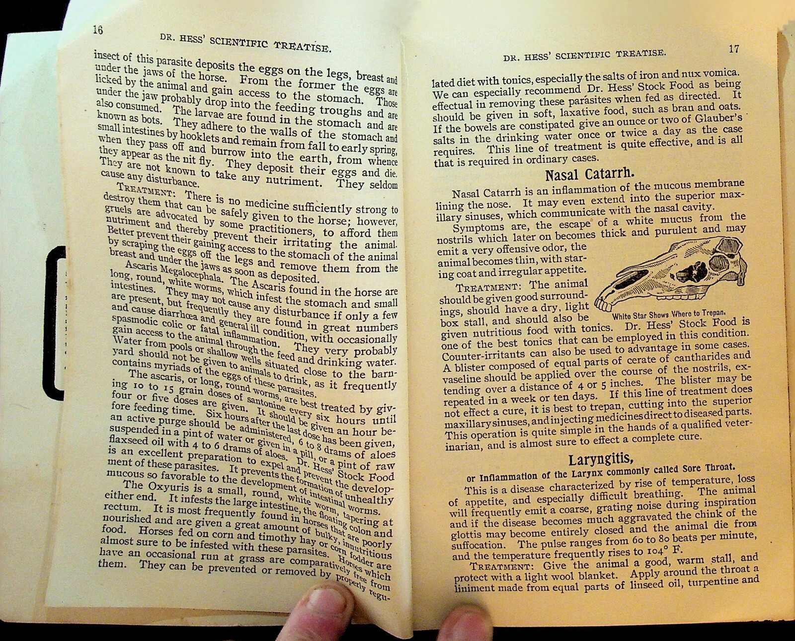Dr Hess Stock Book Scientific Treatise on Horses Cattle Sheep Hogs Poultry 1901