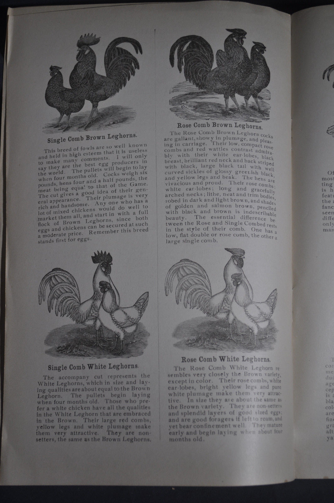 Ca 1896 Gates Homestead Farm Catalog Hogs, Poultry, Ferrets, Chittenango NY