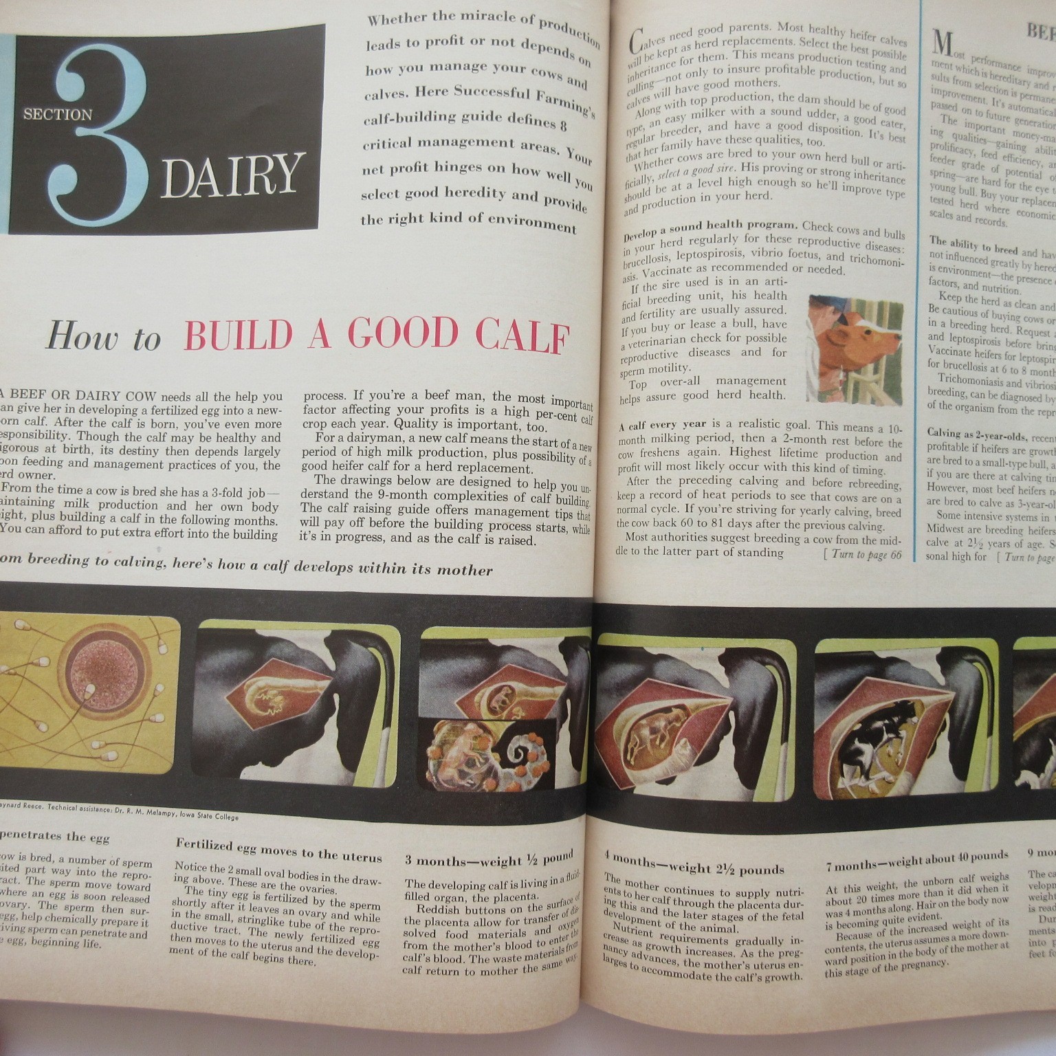 Vintage 1959 Successful Farming&rsquo;s Livestock Book Beef Hogs Dairy Poultry Sheep