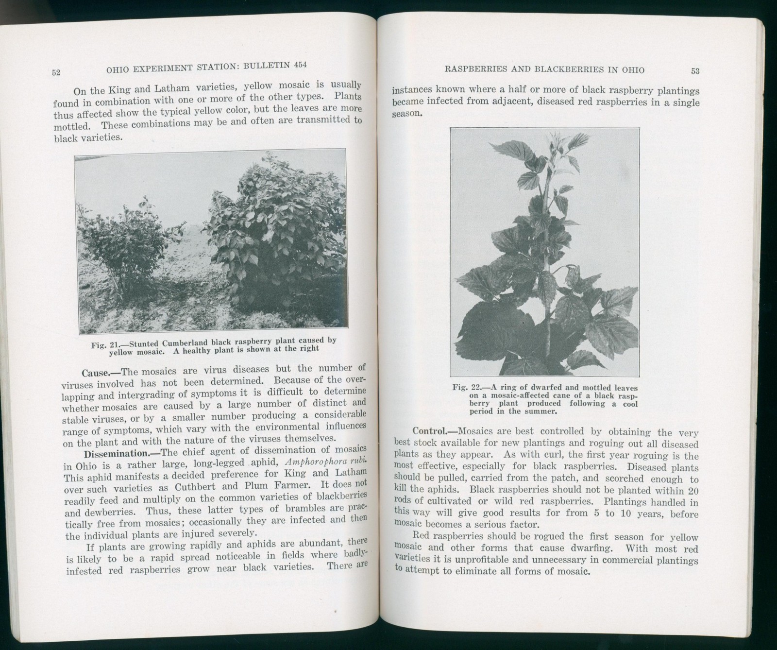1930 Ohio Agricultural Experiment Station Bulletin 454 Raspberries Blackberries