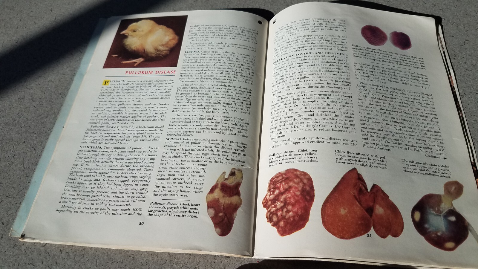 1955 Dr Salsbury&rsquo;s Manual of Poultry Chicken Diseases 64 Pages