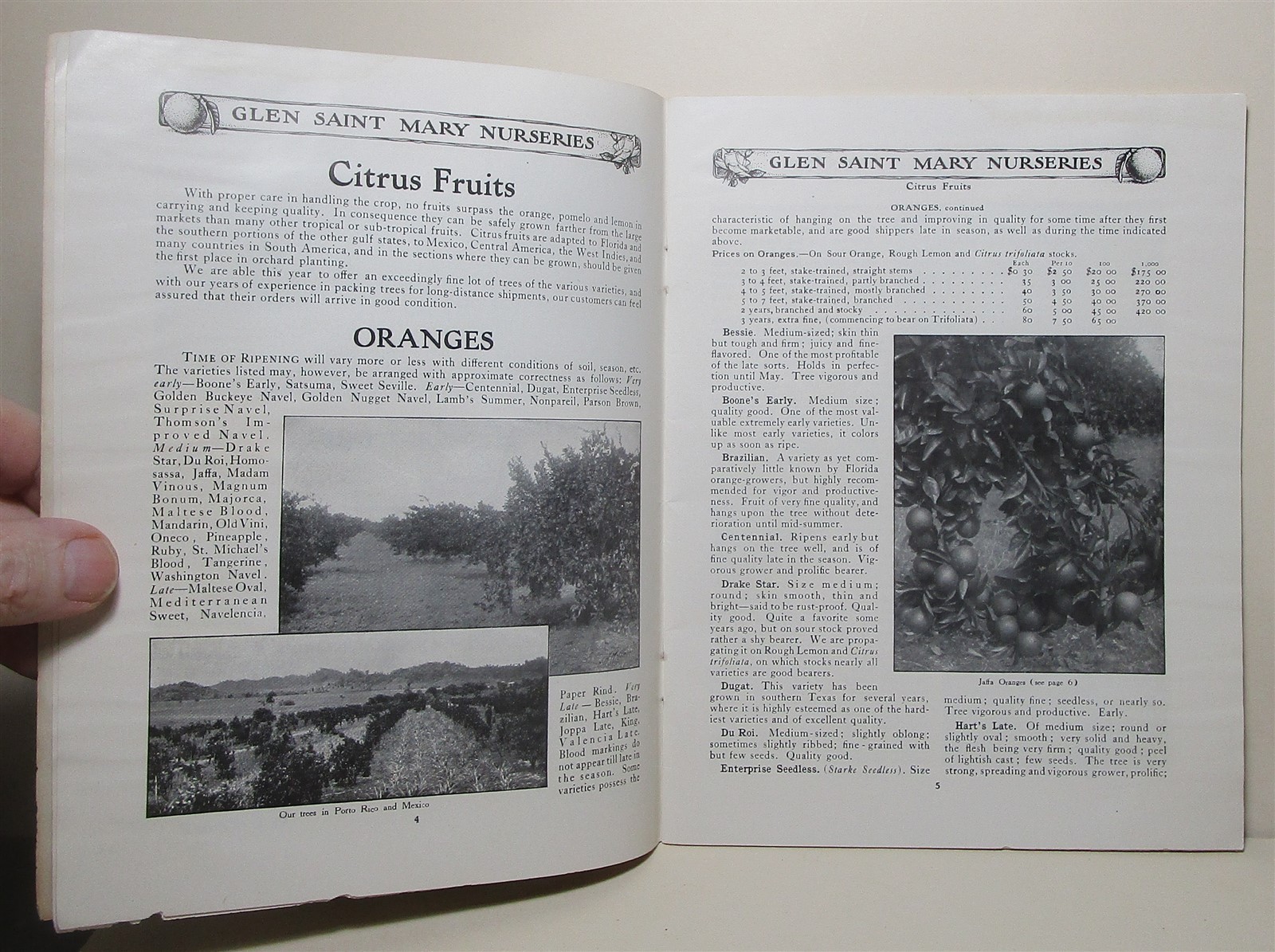 1907 Glen Saint Mary Nurseries catalog, Florida
