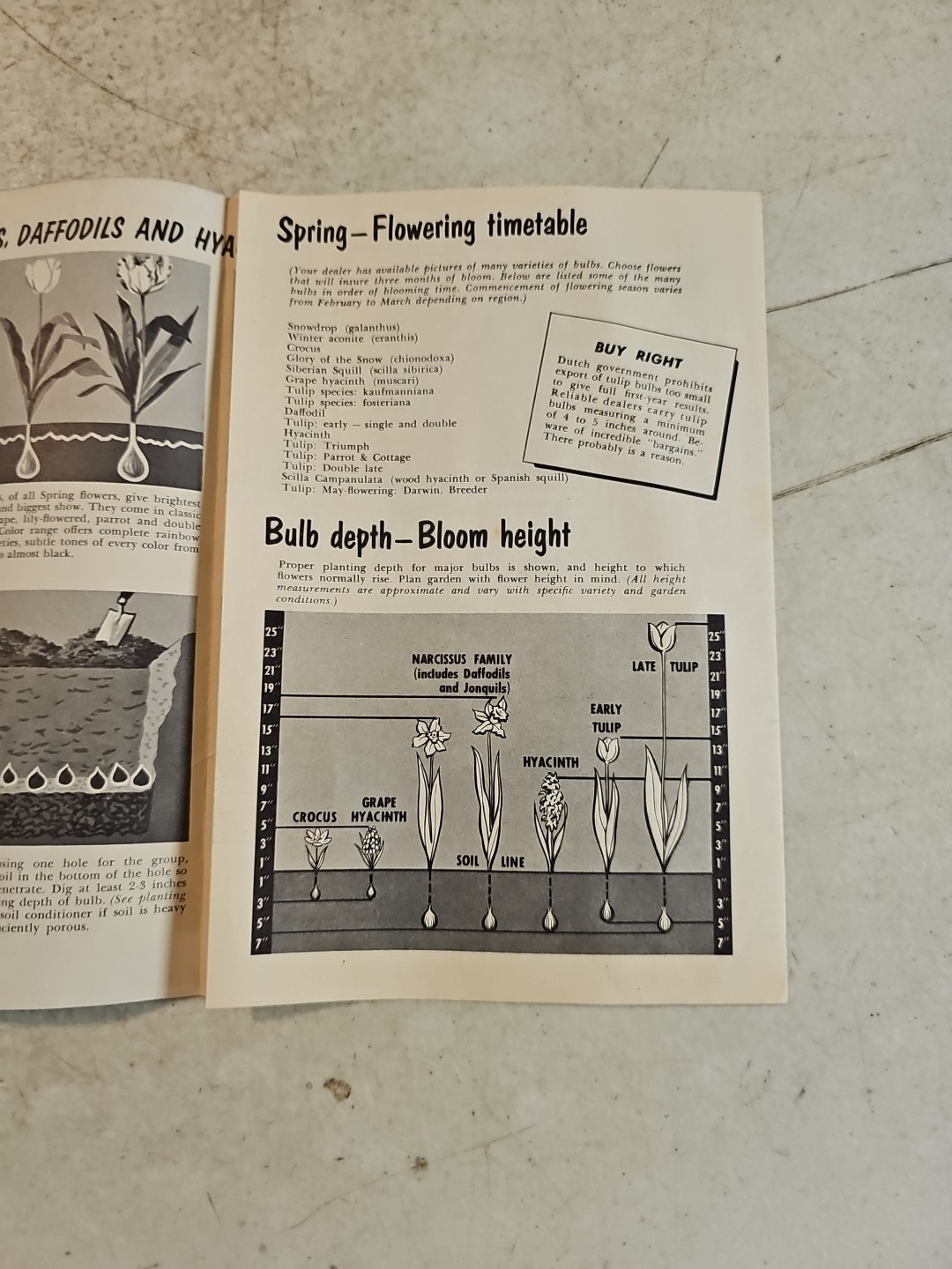 Vintage Associated Bulb Growers of Holland Brochure Dutch Bulbs