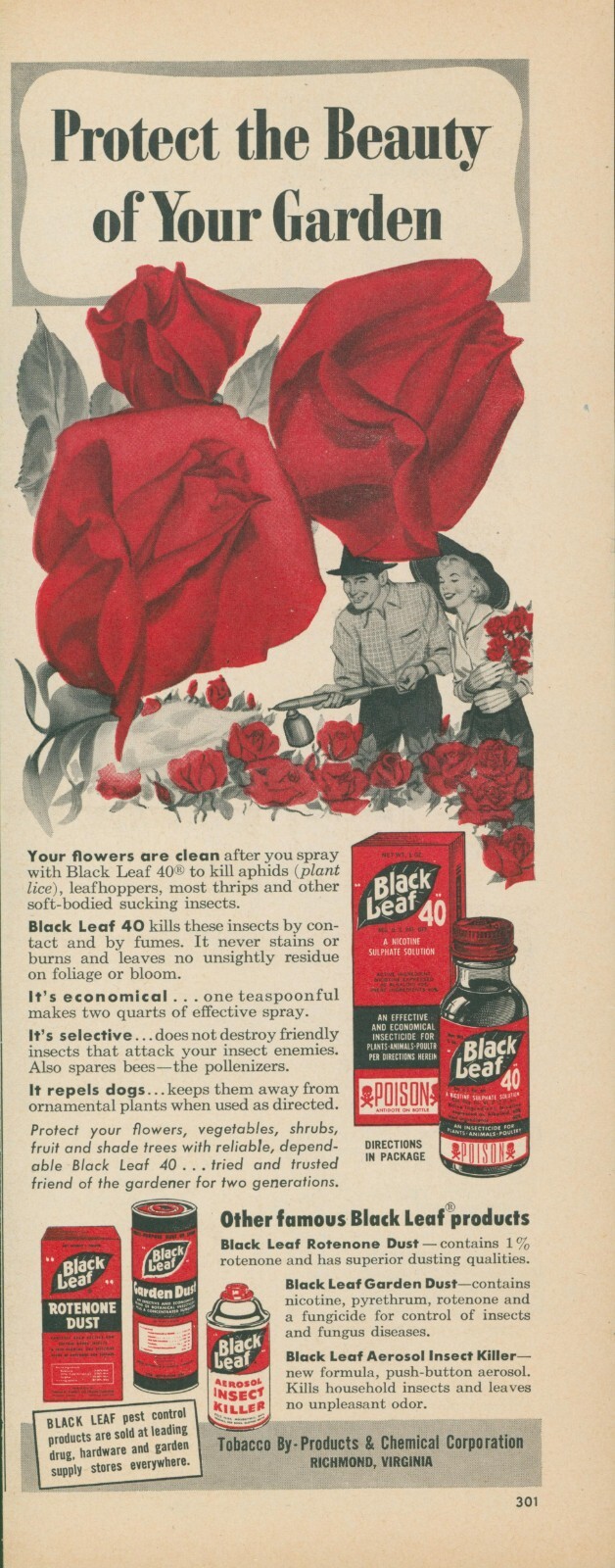 1951 Black Leaf Protect Roses 40 Rotenone Garden Dust Insect Vtg Print Ad BH1