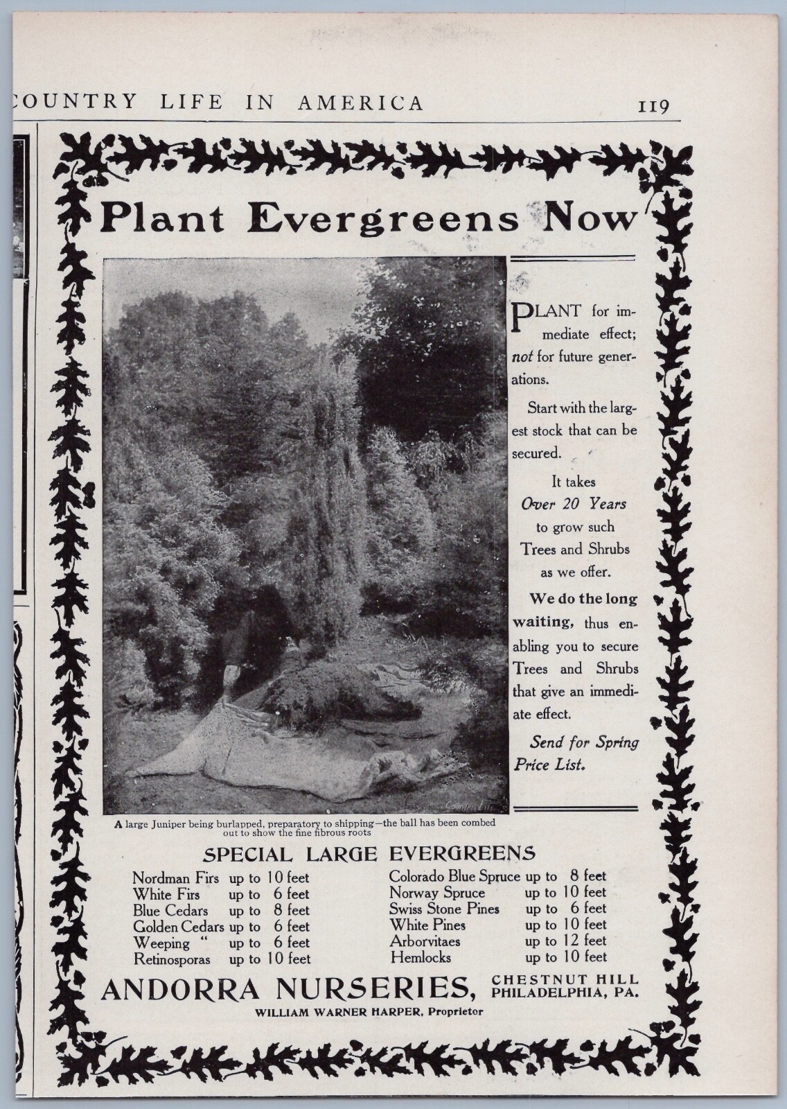 1906 Andorra Nurseries Ad Philadelphia PA Plant Evergreens Juniper Pine Trees