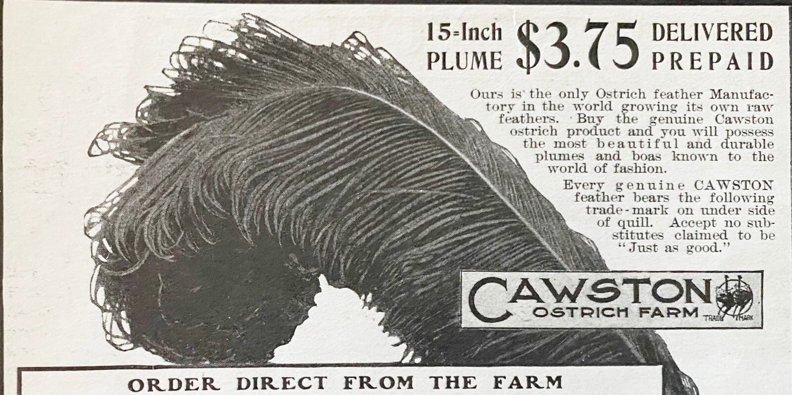 HUGE Bird Feather Plume CAWSTON OSTRICH FARM Vtg 1905 Print Ad~South Pasadena CA