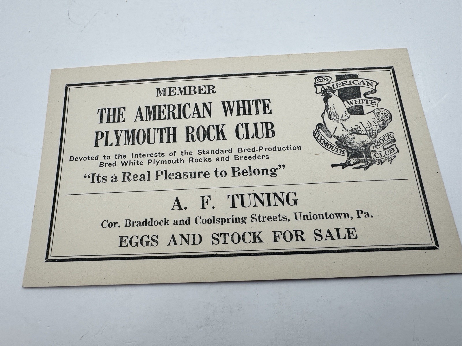 Vintage American White Plymouth Rock Club Ad
